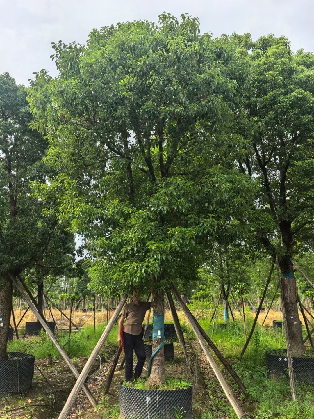 香樟树是樟科樟属常绿大乔木, 树高可达30米, 胸径达3米