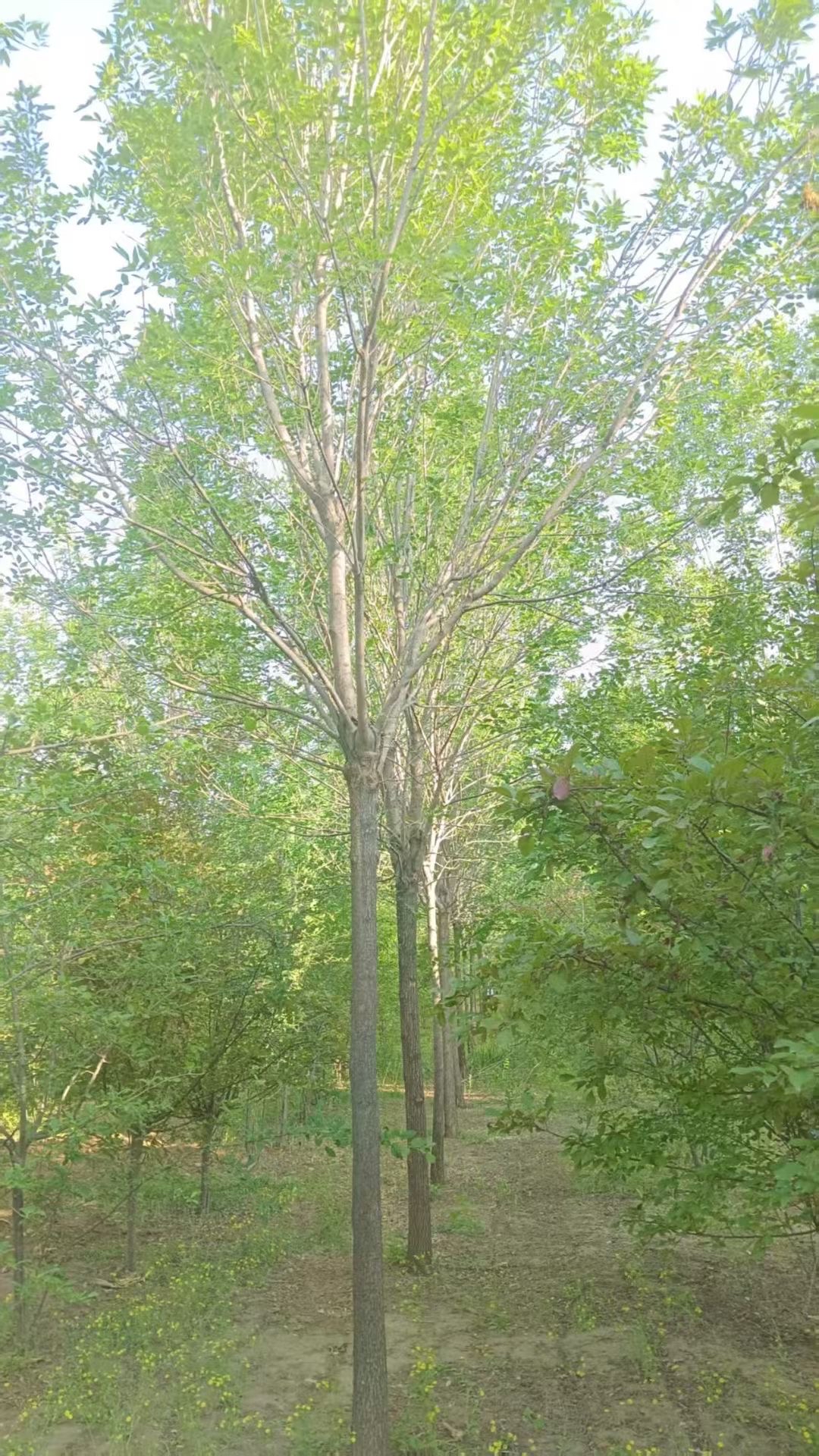 白蜡,木犀科白蜡属落叶乔木,树形端正,叶茂荫浓,秋叶金黄