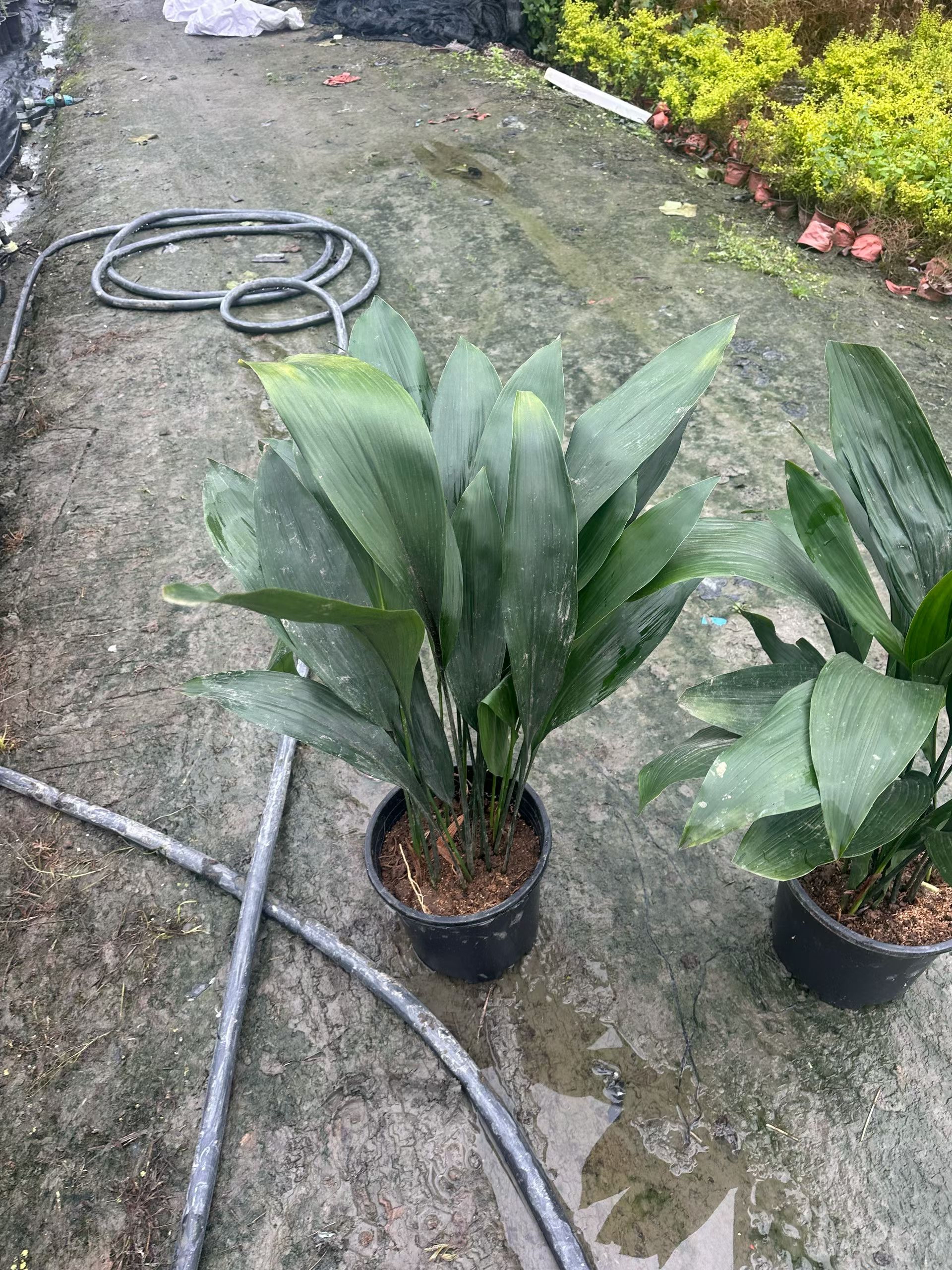 【一叶兰(也叫蜘蛛抱蛋)】 是常见的观叶植物 1