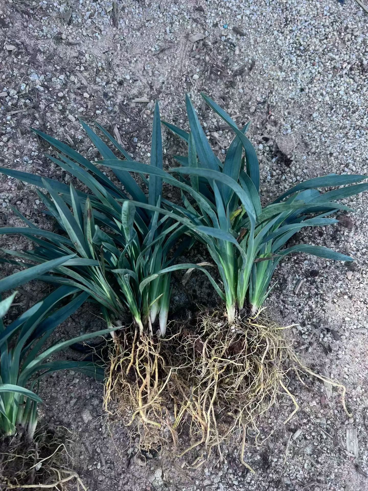 科属阿福花科