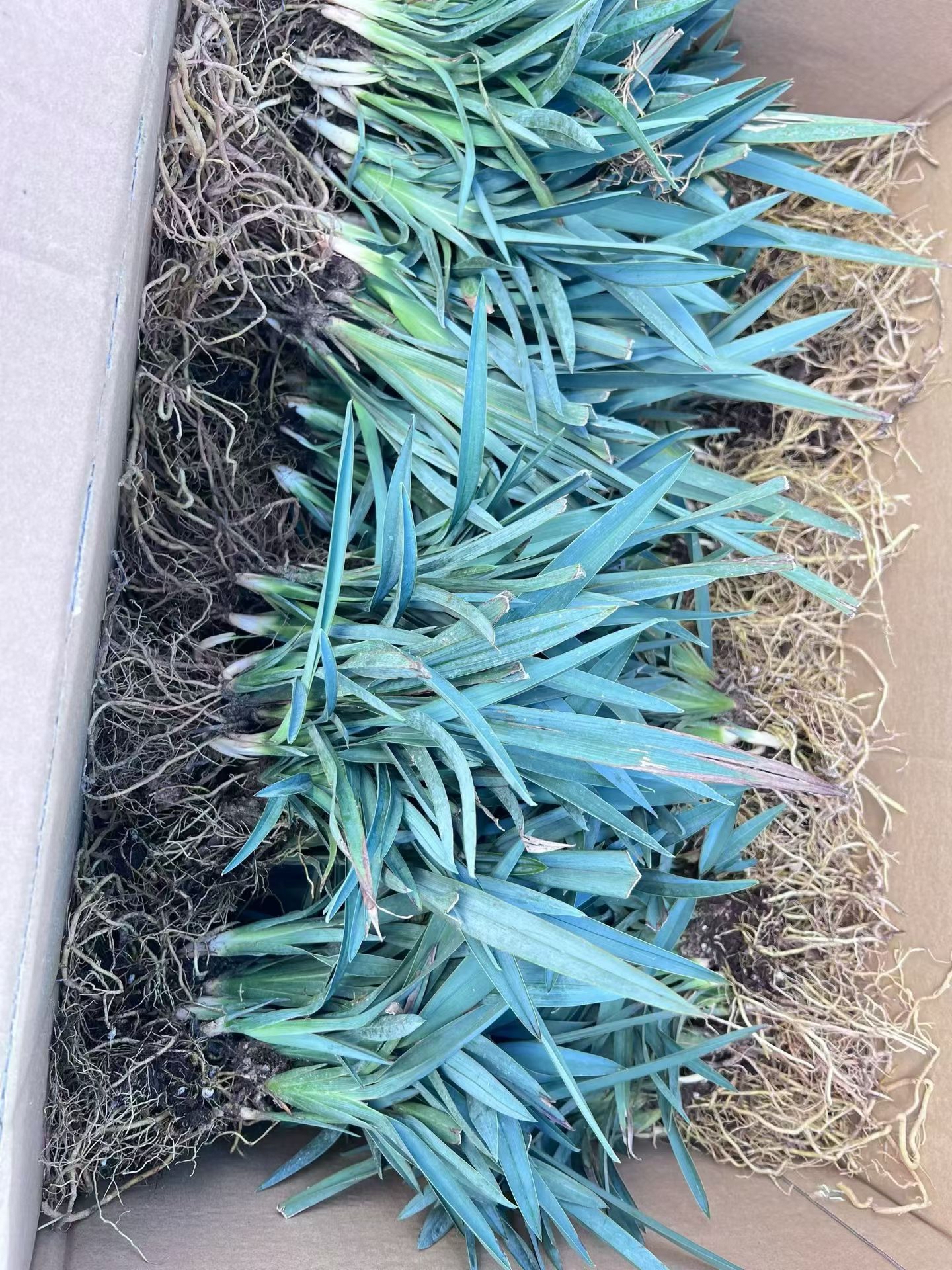科属阿福花科