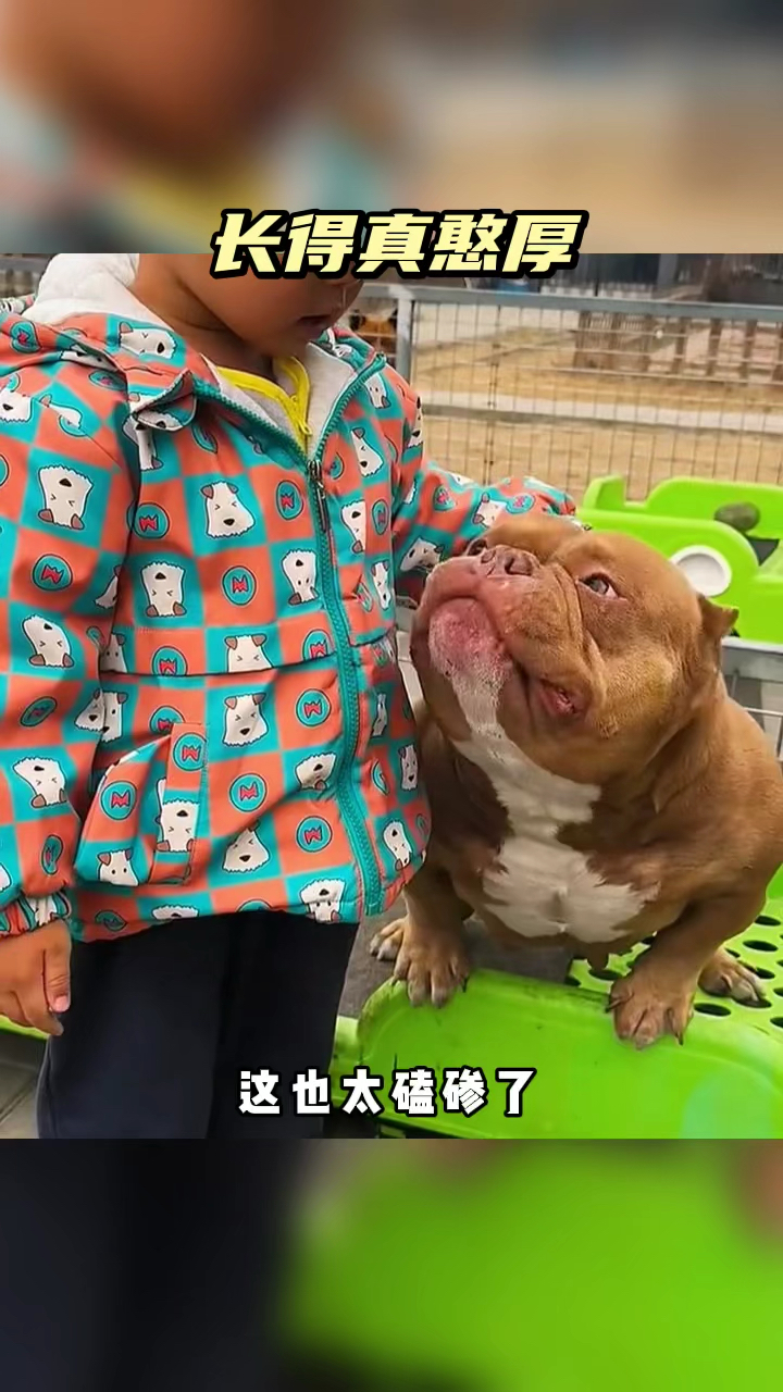 虽然长得磕碜,但是挺憨厚