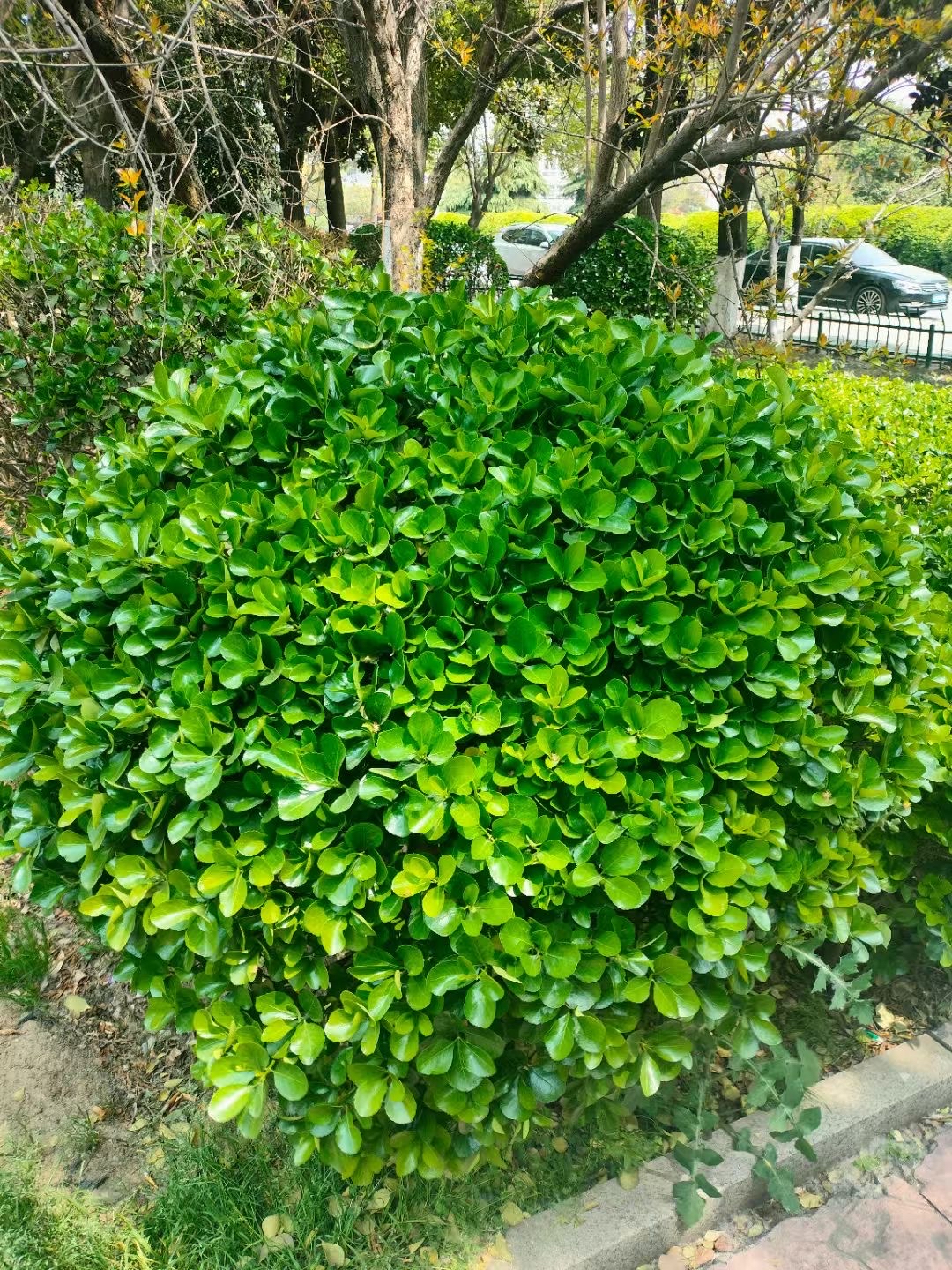 大叶黄杨,叶片宽厚且绿得发亮,像涂了层蜡