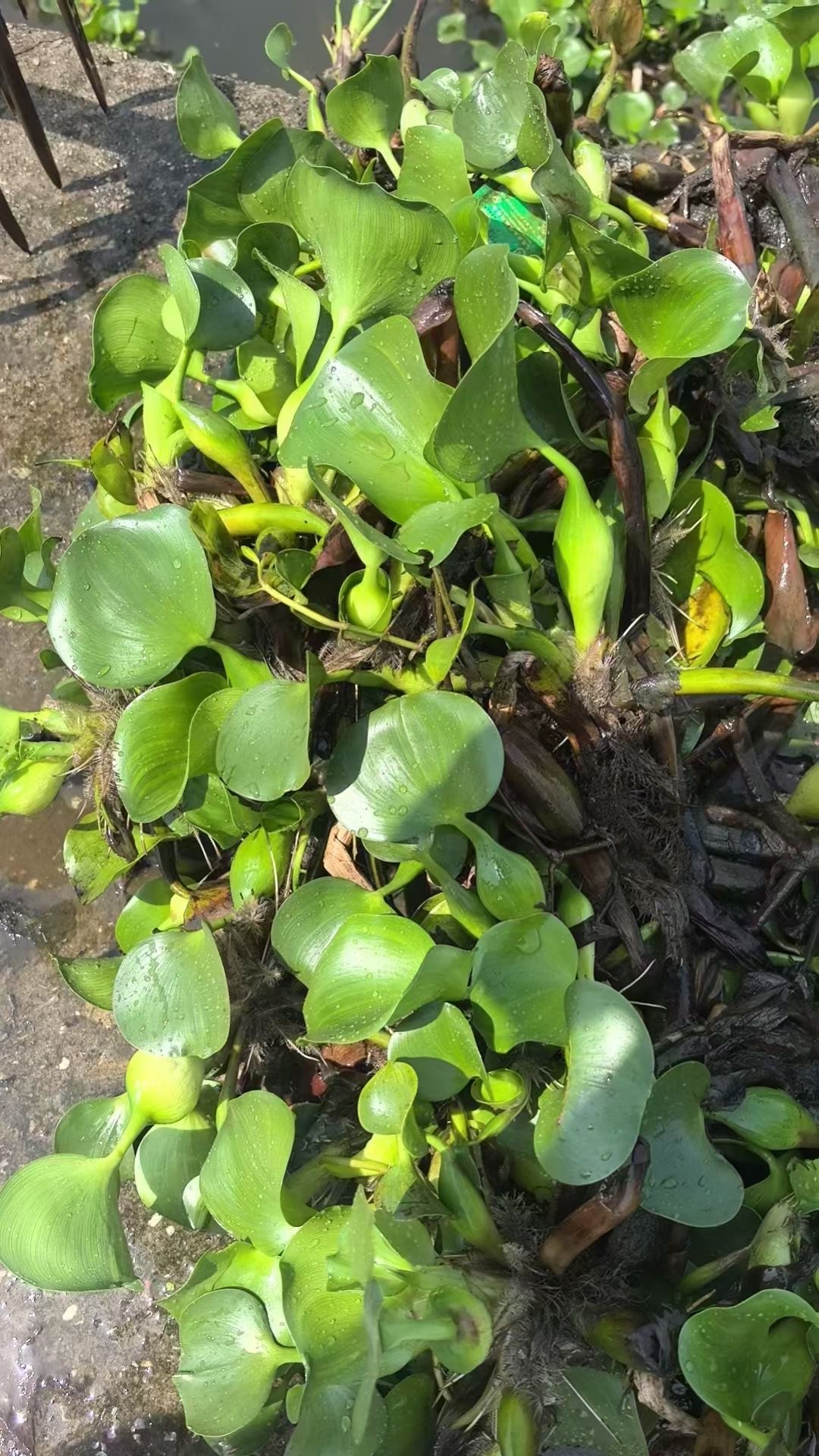 对污染物质有很强的吸收净化能力,能吸收水中的氮,磷等