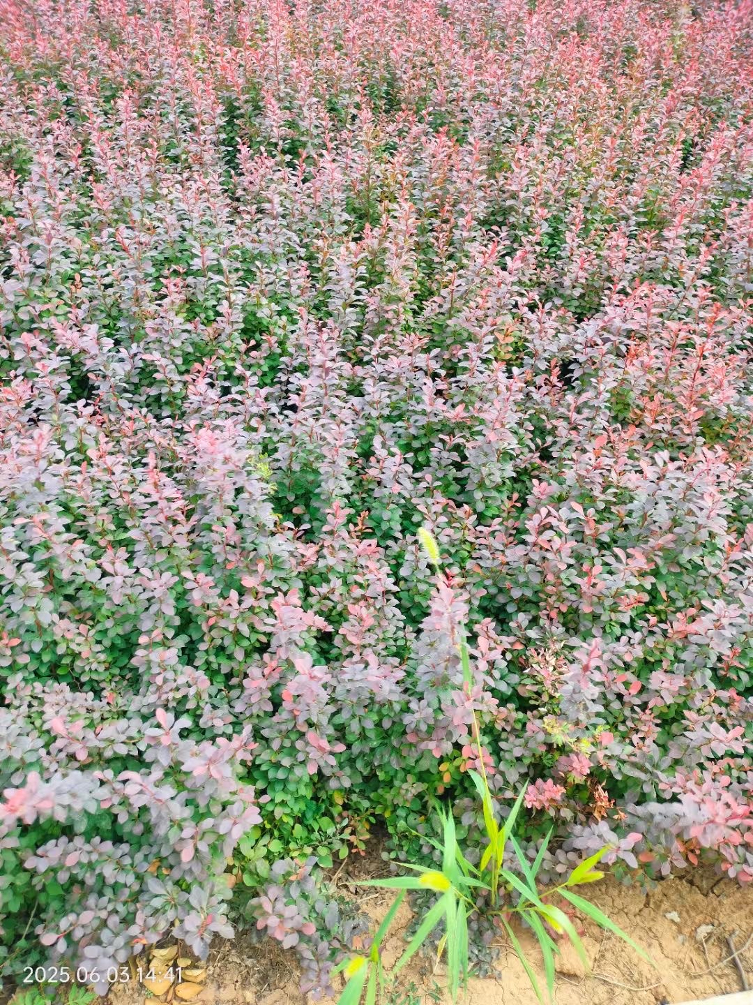 紫叶小檗作为小檗科小檗属的落叶灌木,以其强大的环境适应能力和独特