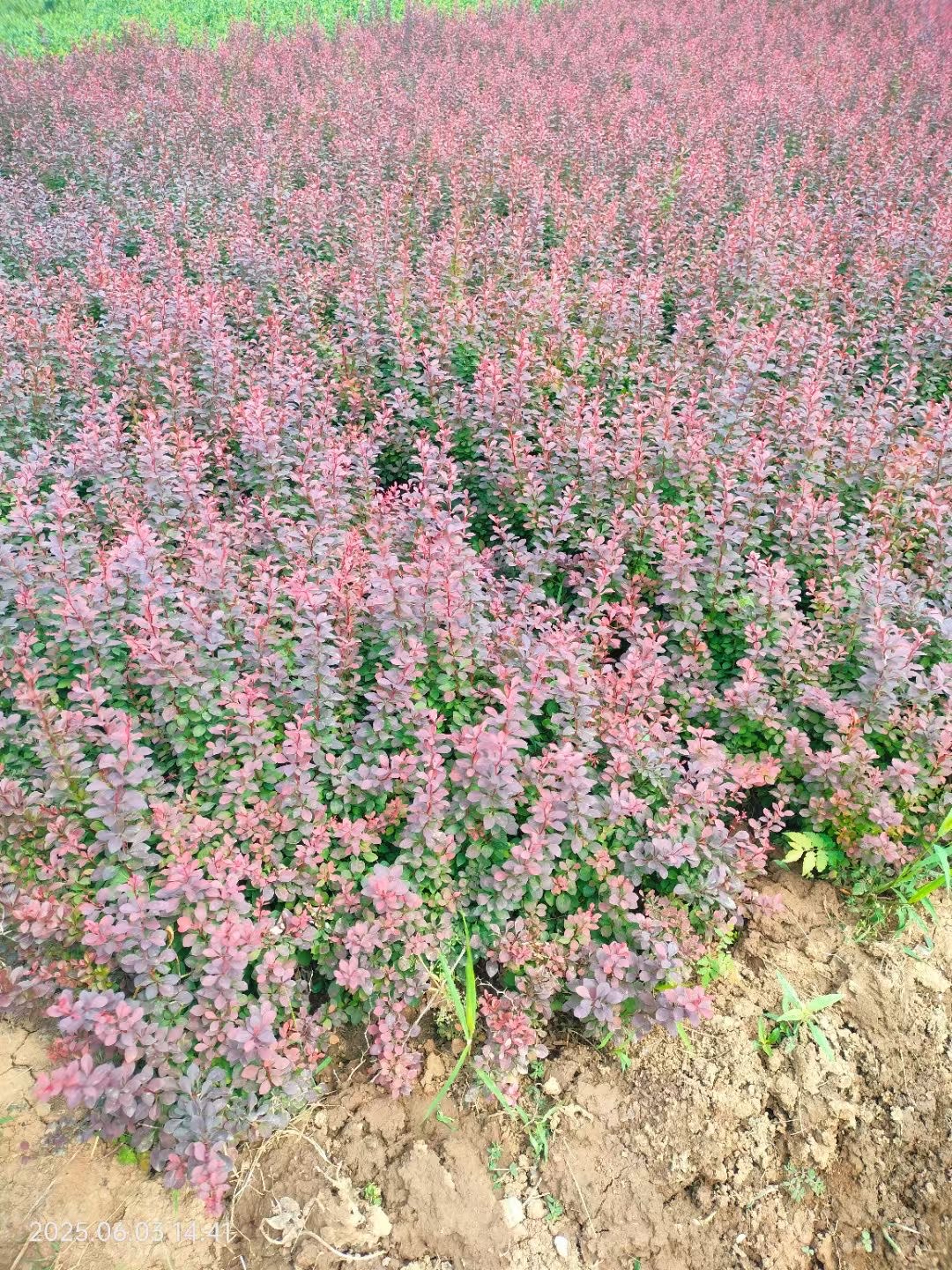 紫叶小檗作为小檗科小檗属的落叶灌木,以其强大的环境适应能力和独特