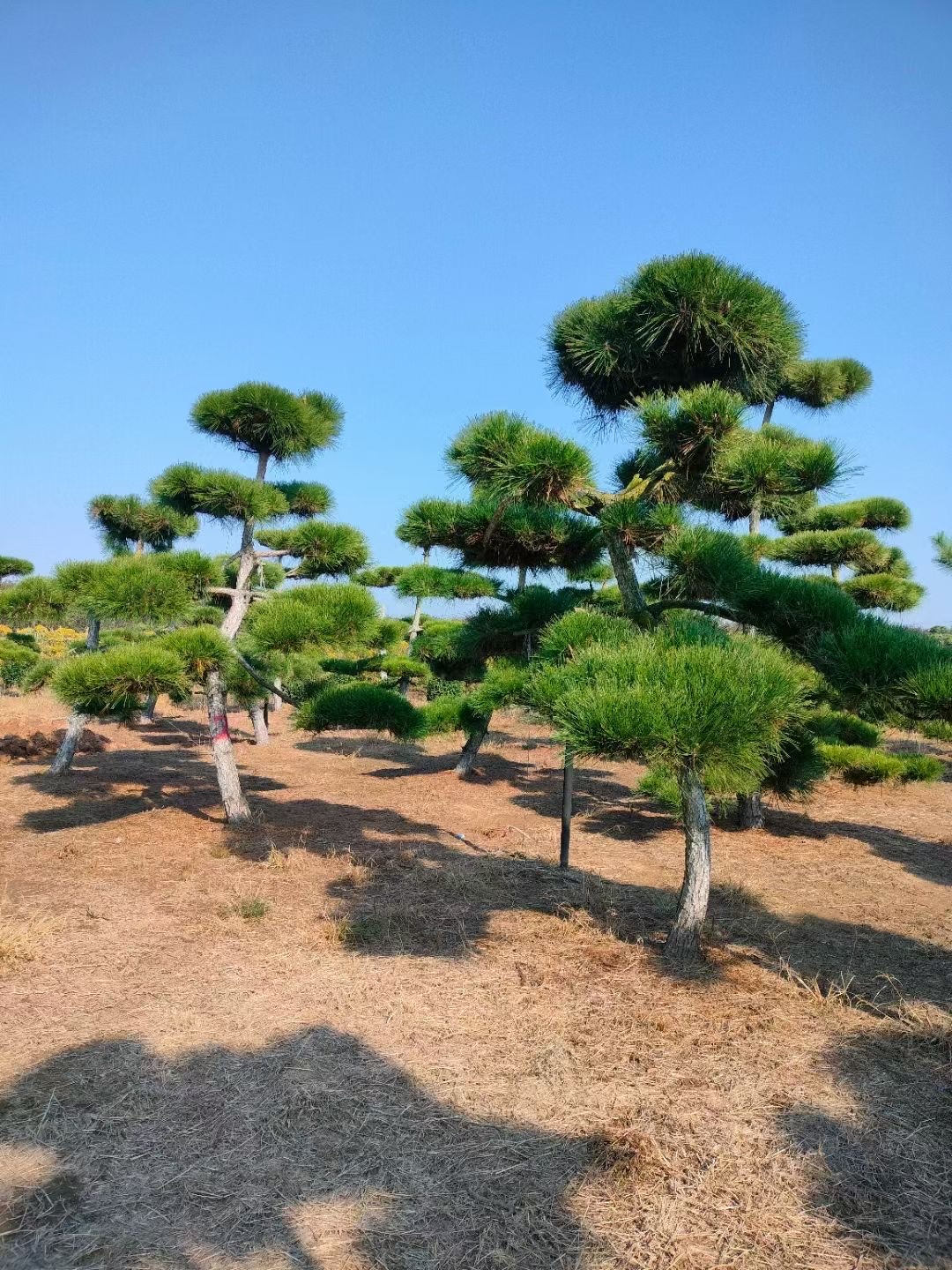造型松树是园艺艺术与自然之美的精妙融合,园艺师们以黄山松,日本五针
