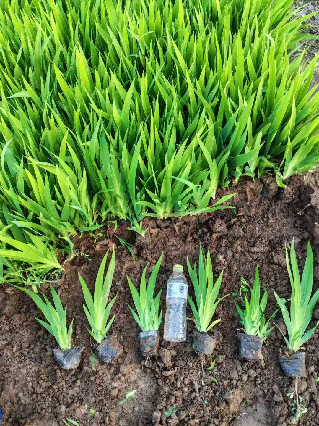 鸢尾是鸢尾科鸢尾属植物,叶呈宽剑形,花多为蓝紫色,形似蝴蝶