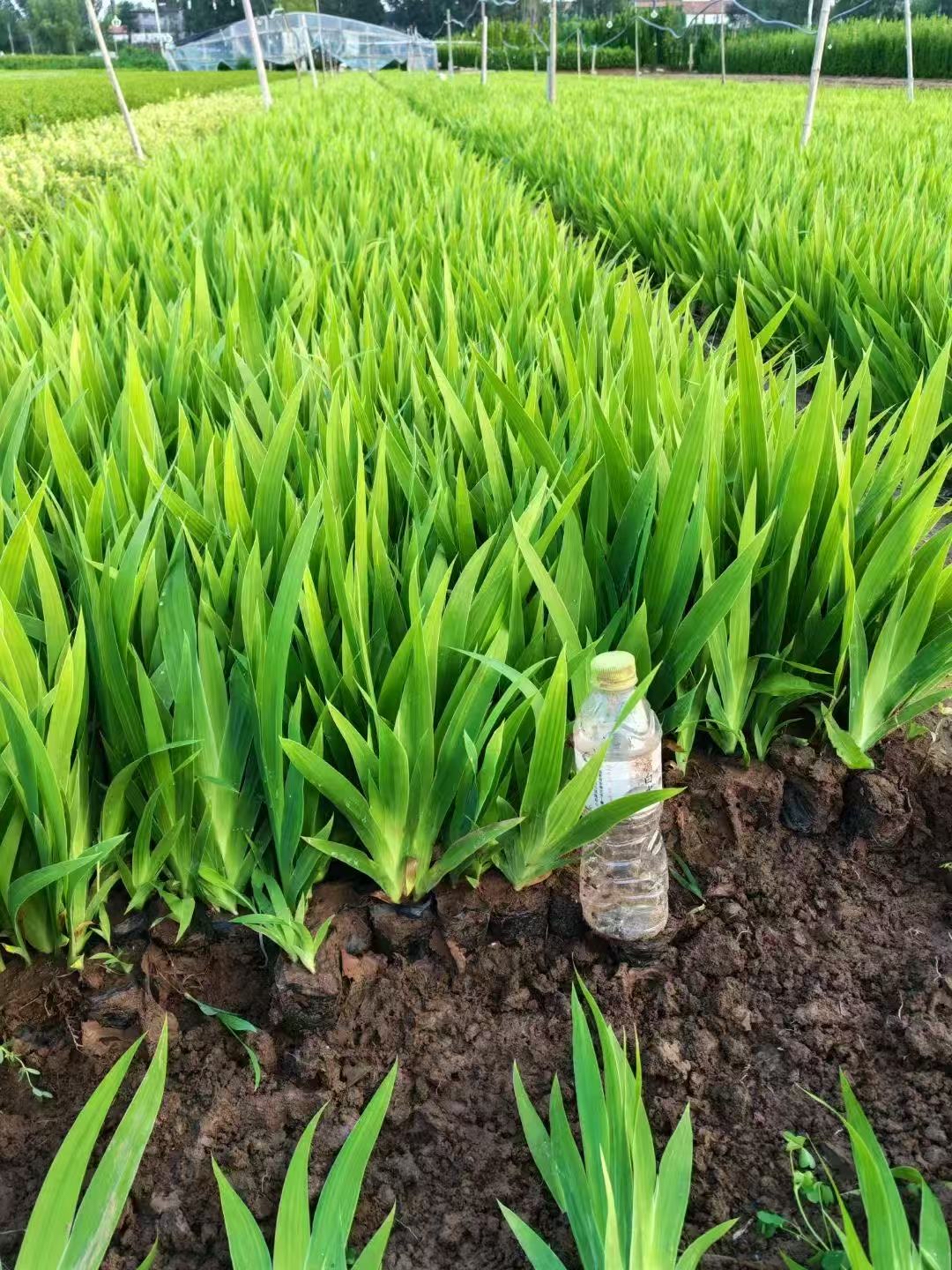 鸢尾是鸢尾科鸢尾属植物,叶呈宽剑形,花多为蓝紫色,形似蝴蝶