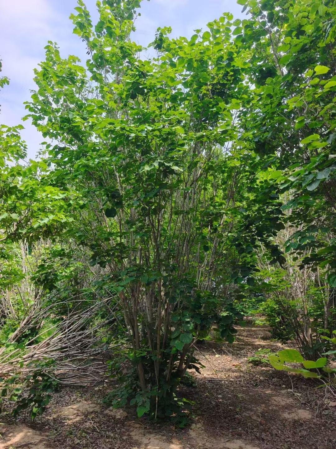 丛生紫荆为丛生状落叶灌木或小乔木,早春无叶时,紫红或粉红色花朵便簇