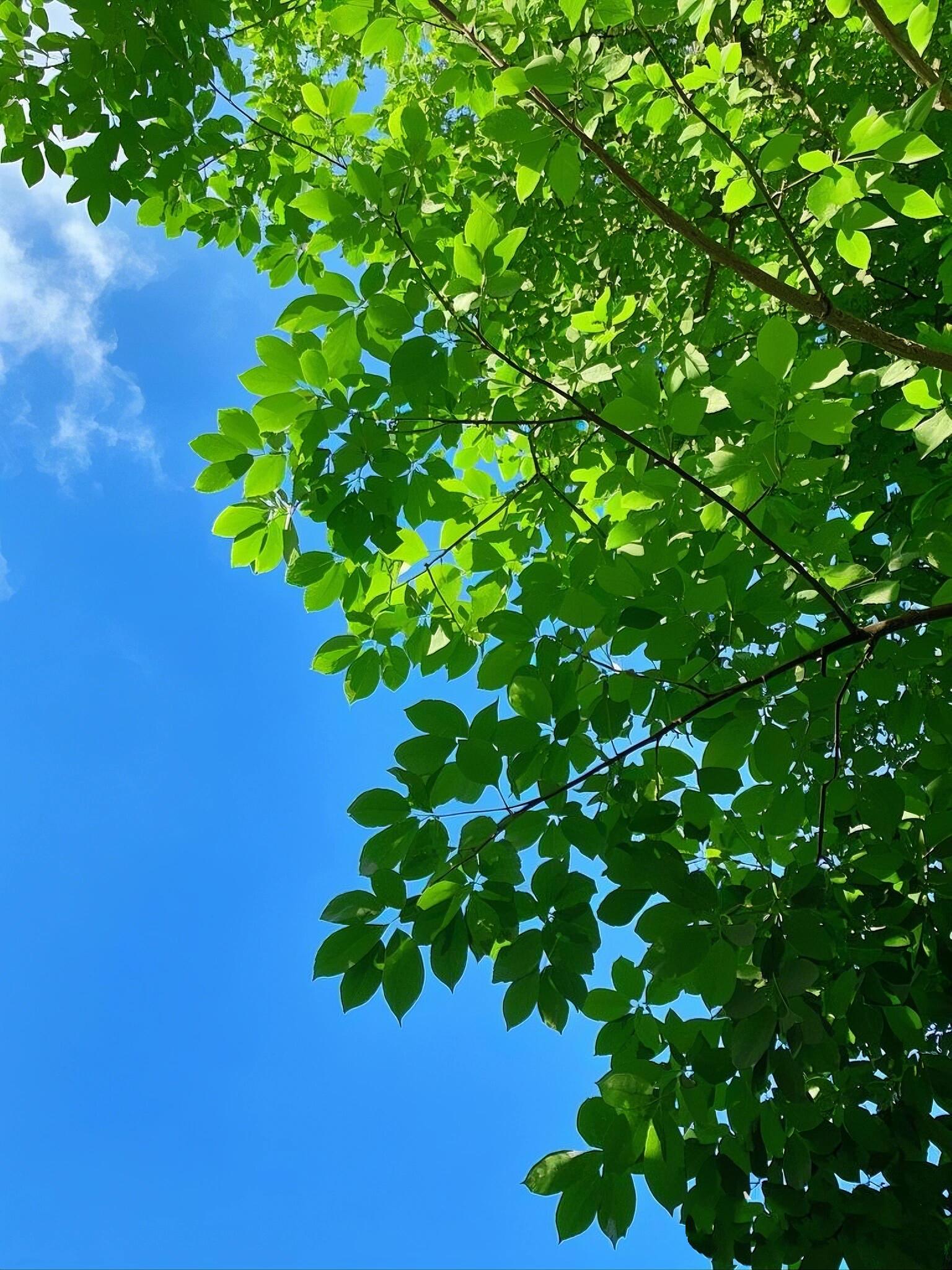 天空边有树生生不息最美图片大全大树与蓝天图片壁纸被治愈的大自然