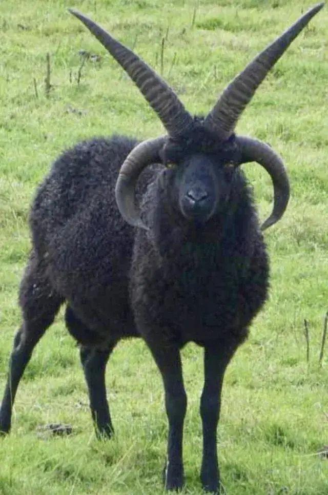 原来四只角的羊是真实存在的,它就是"苏格兰赫布里底羊",它真的是很与