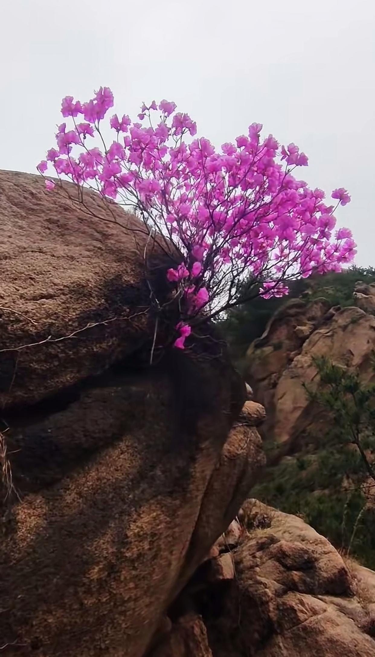 没想到在岩石上面这么贫瘠的地方,也能养出这么鲜艳的花朵