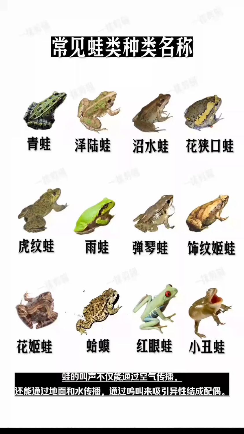 常见的蛙类种类名称,你知道几种?