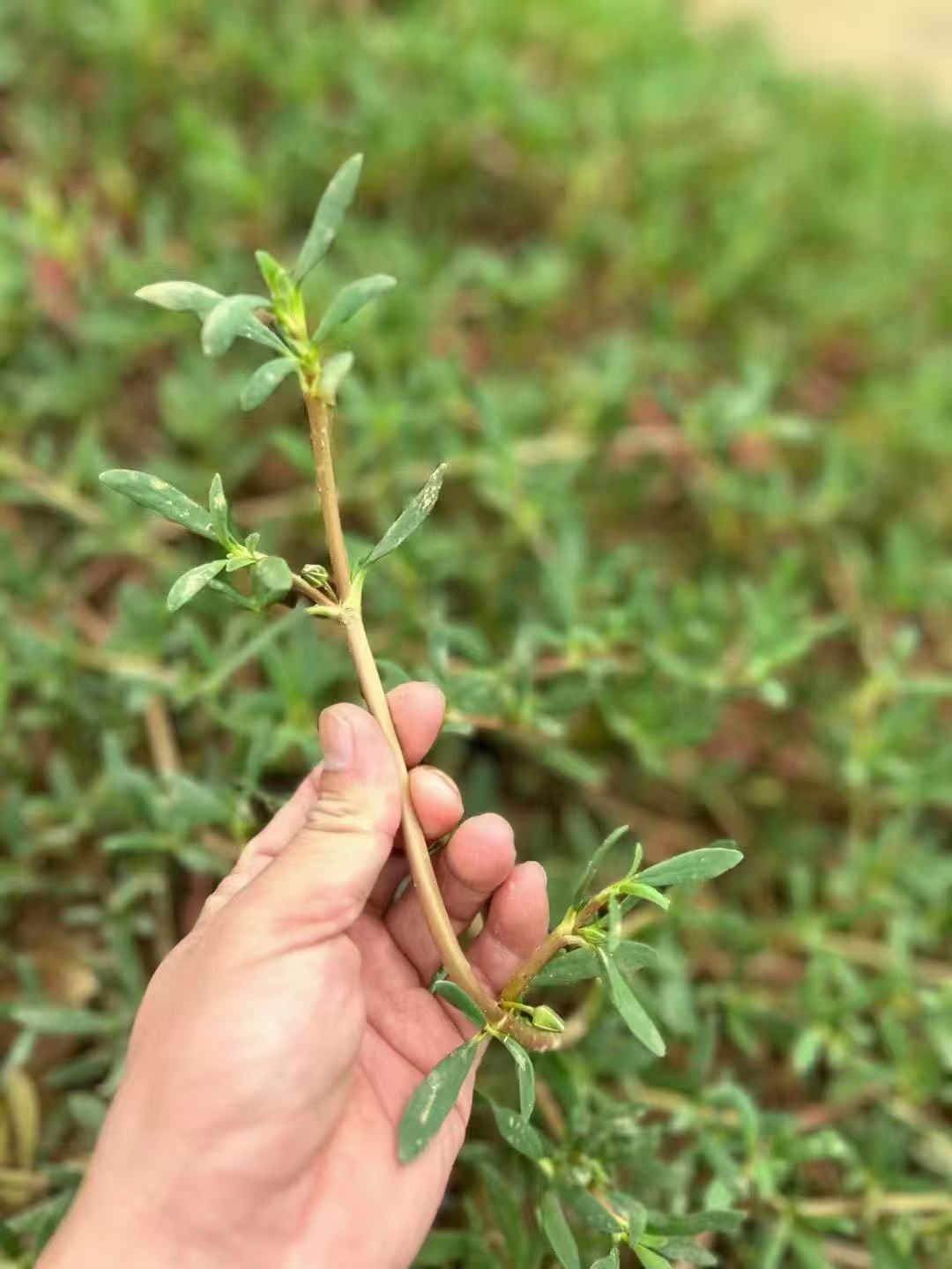 不惧盐碱荒芜,海马齿用坚韧生命力点亮园林角落,银叶