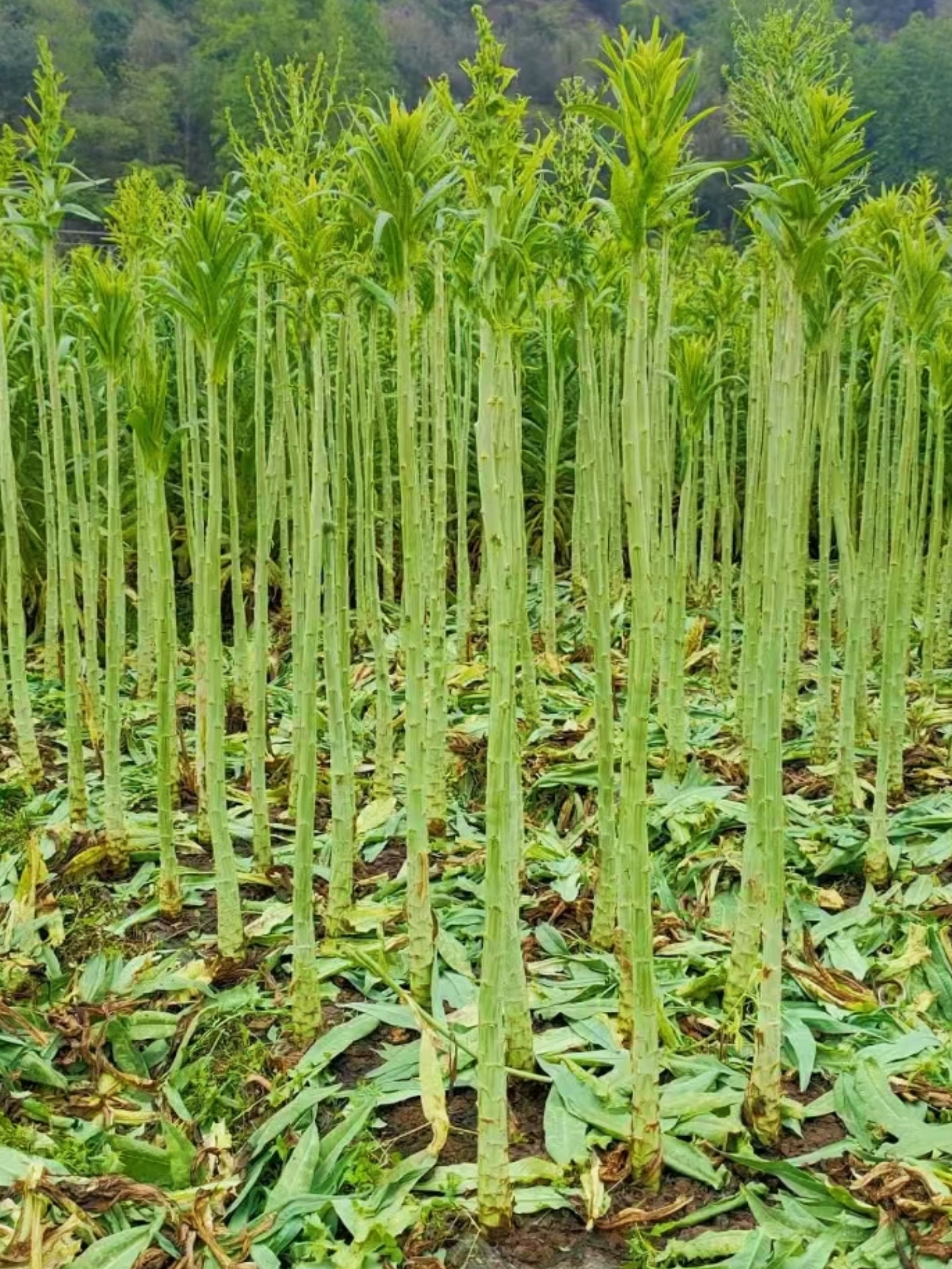 后来才知道这个叫贡菜和莴笋根本不是一个东西但却比莴笋好吃多了