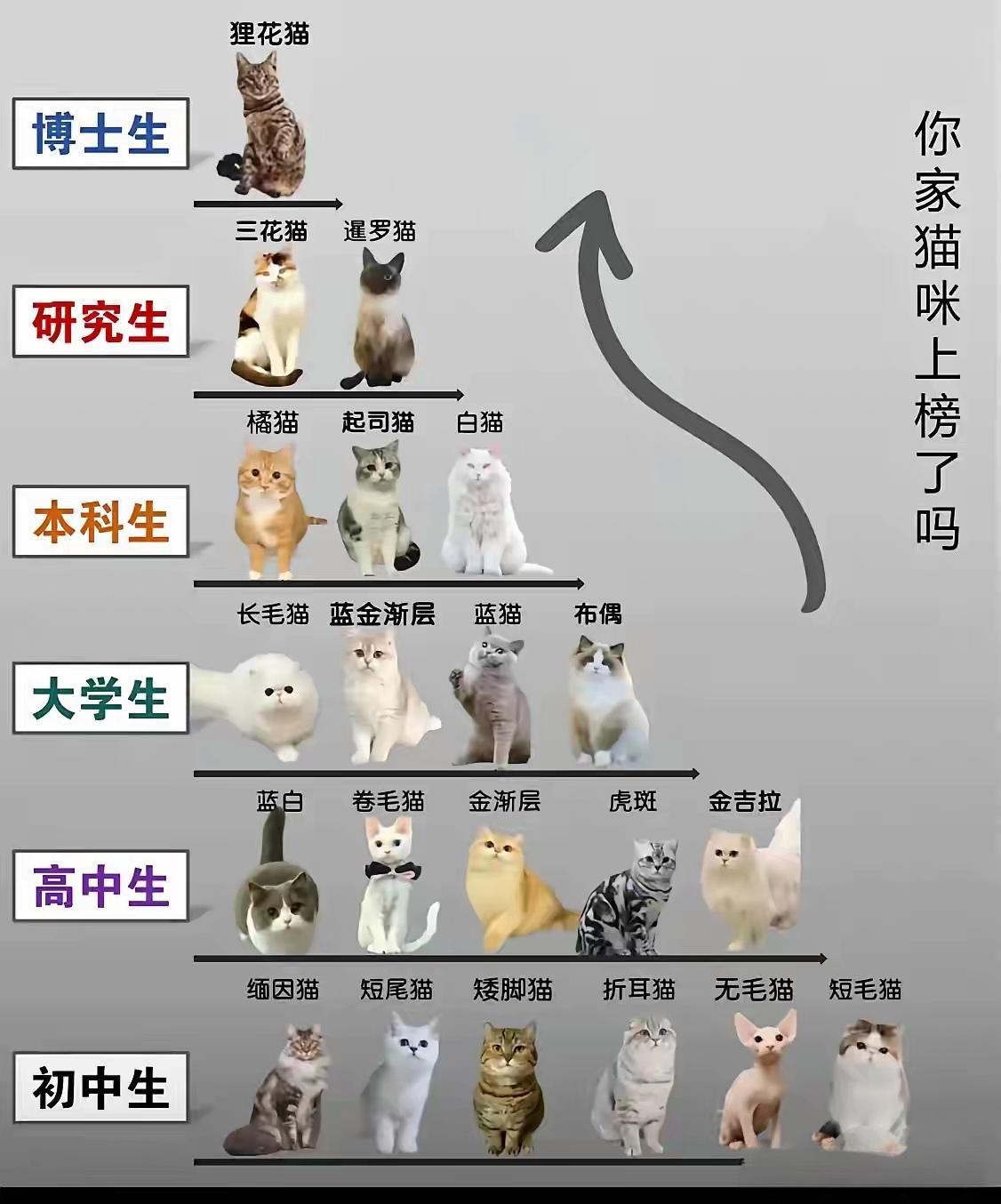 世界最聪明的猫 猫的智商排名 排行榜