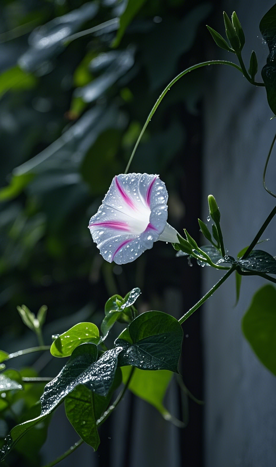牵牛花语:露珠吻过的温柔绽放