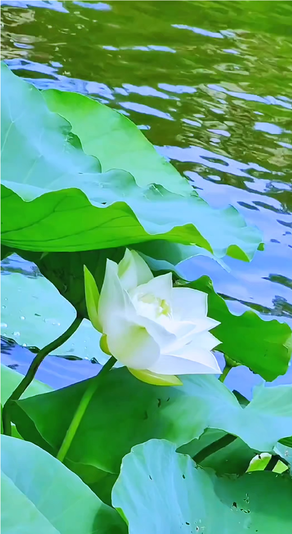 白荷花 翠盖连天覆碧塘, 玉荷挺秀韵悠长