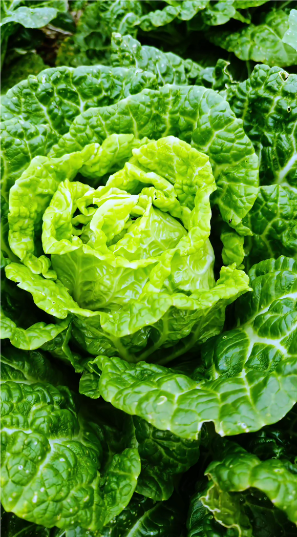 大白菜 翠似瑶琨雕作蔬, 叶盈珠露韵清殊