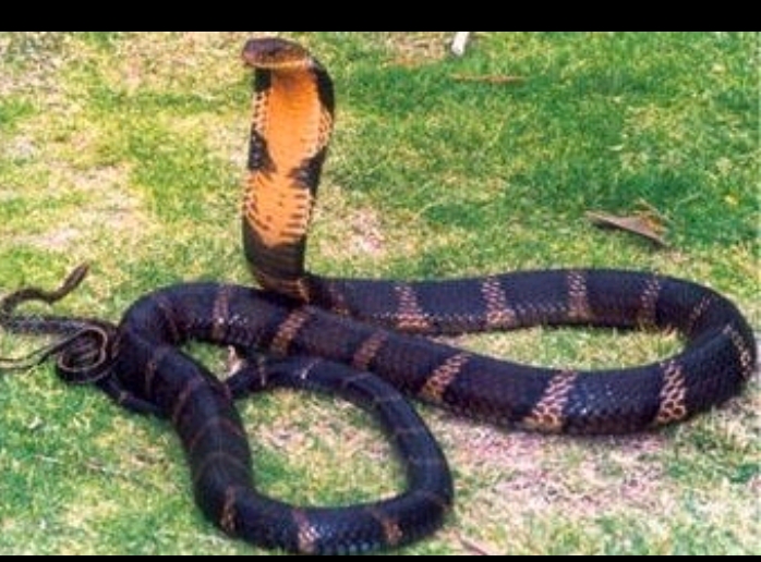 是眼镜蛇科眼镜王蛇属的毒蛇,也是世界上体型最大的前沟牙类毒蛇忠换