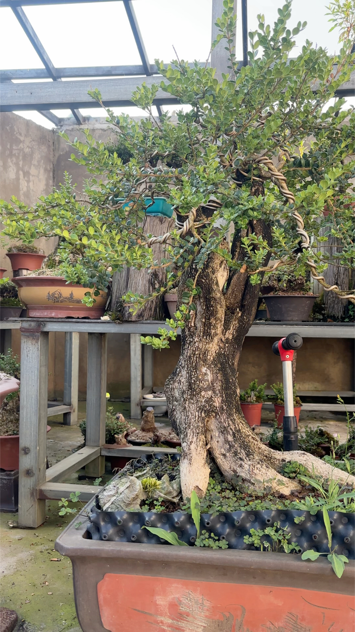 珍珠黄杨大货桩子