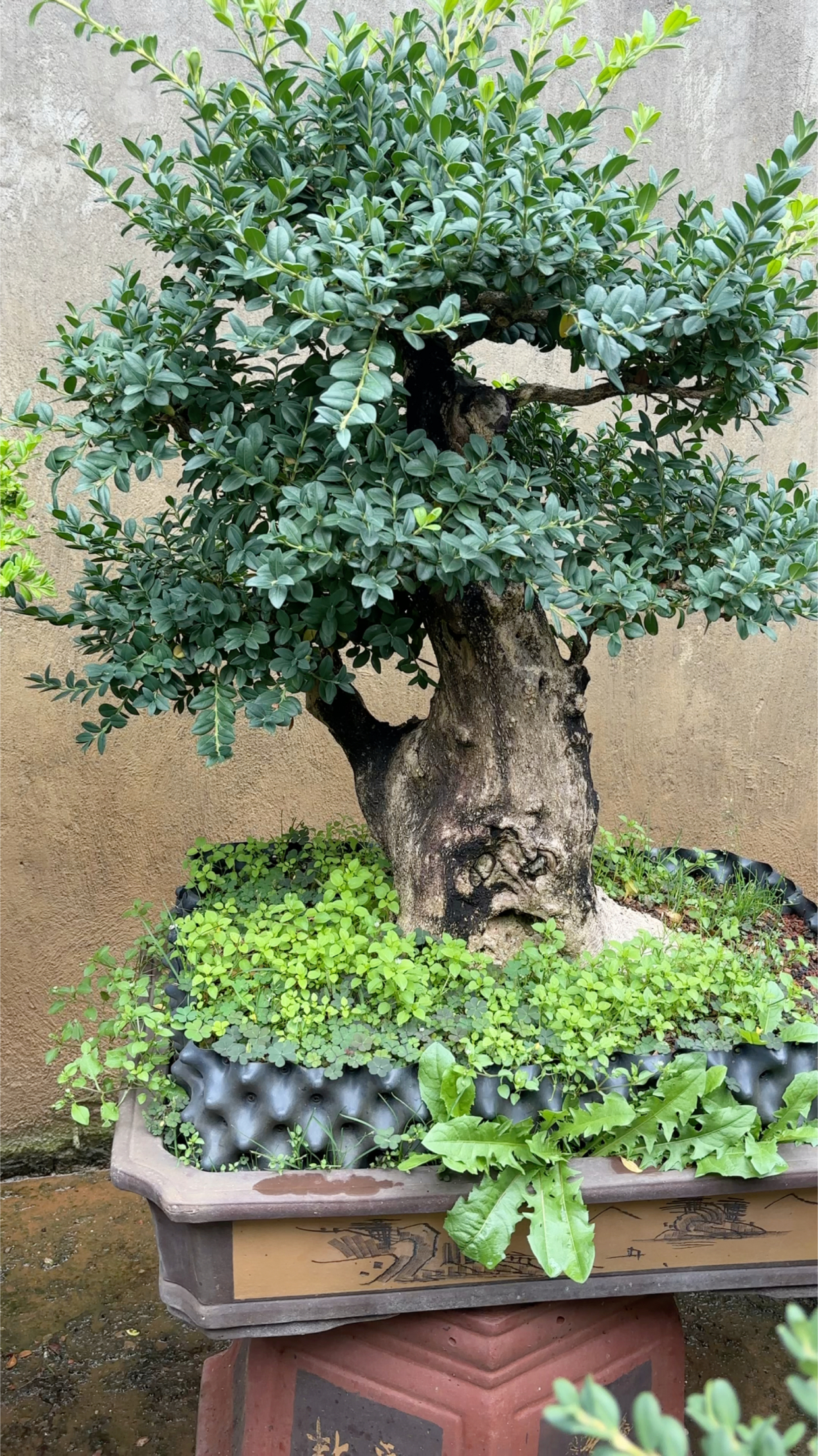珍珠小叶黄杨老桩