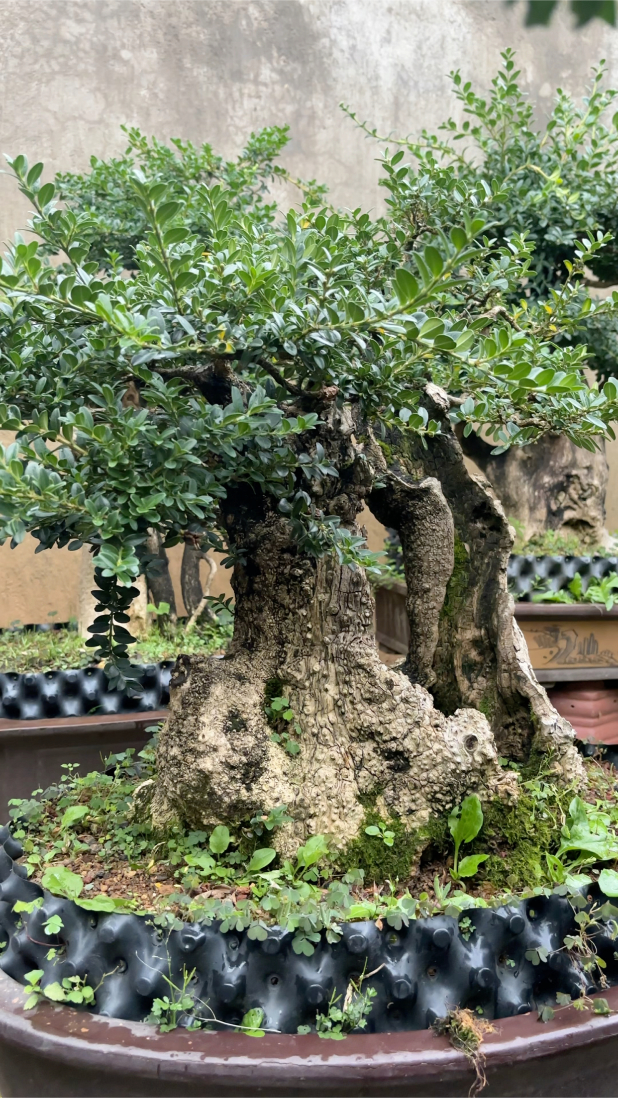 珍珠小叶黄杨老桩