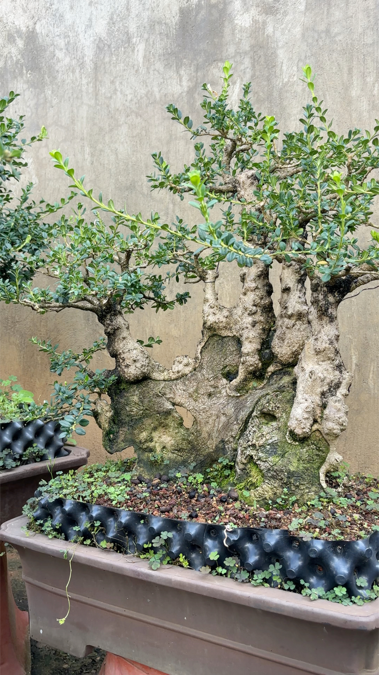 珍珠小叶黄杨老桩