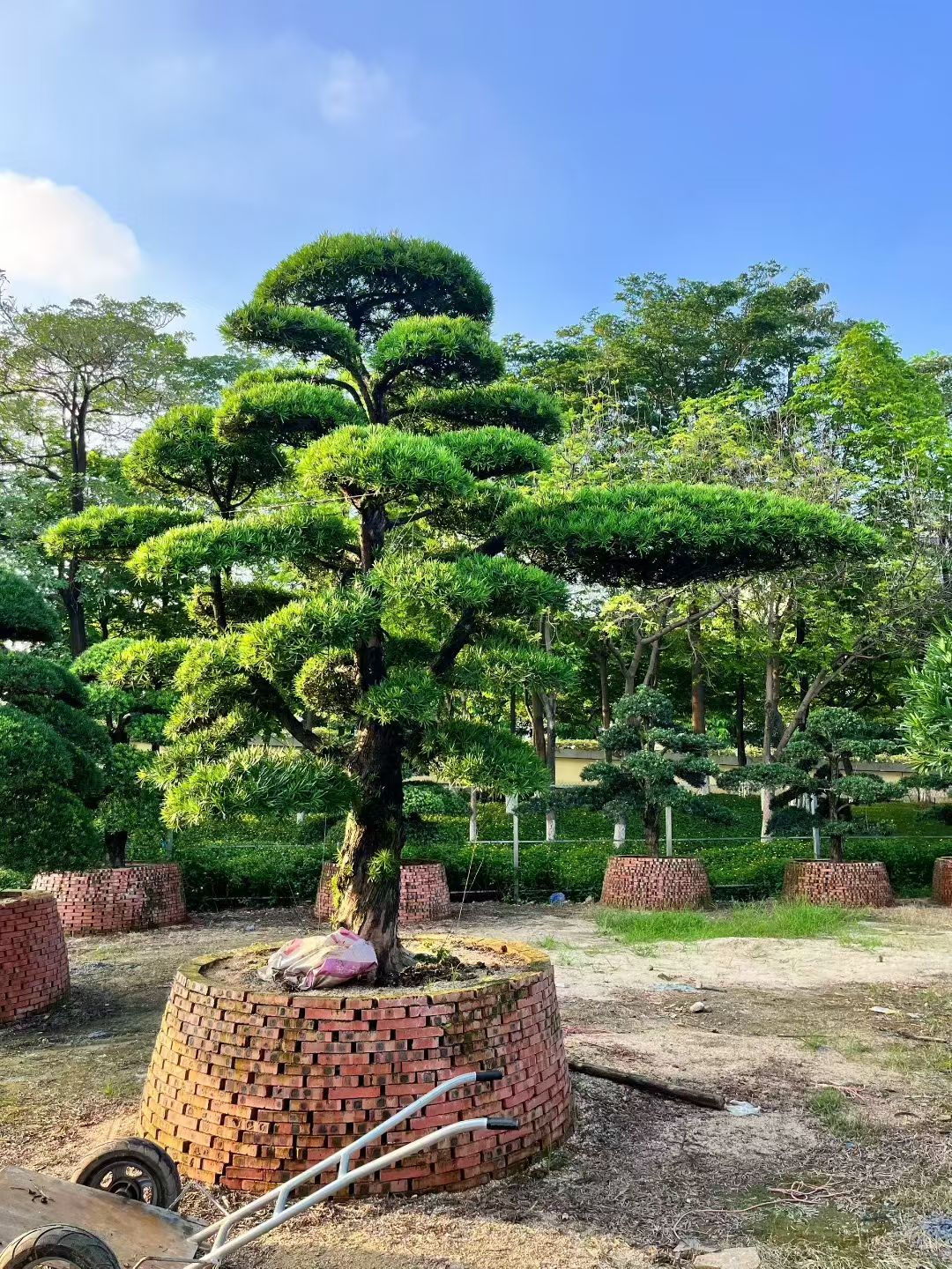 精美绝伦罗汉松,别墅庭院景观首选植物.待出嫁!