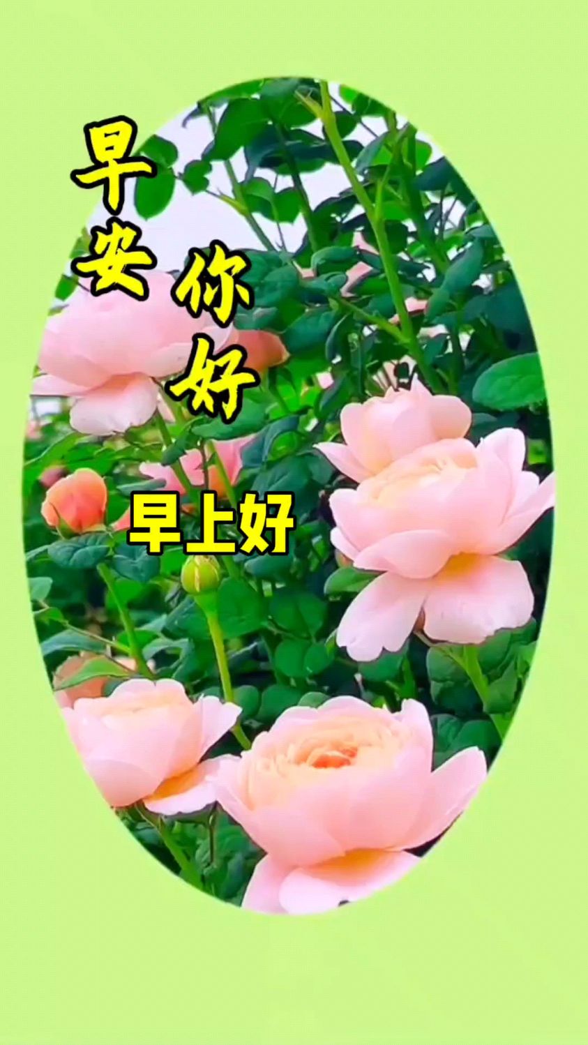 早安你好,愿你的心情如花美,生活如蜜甜