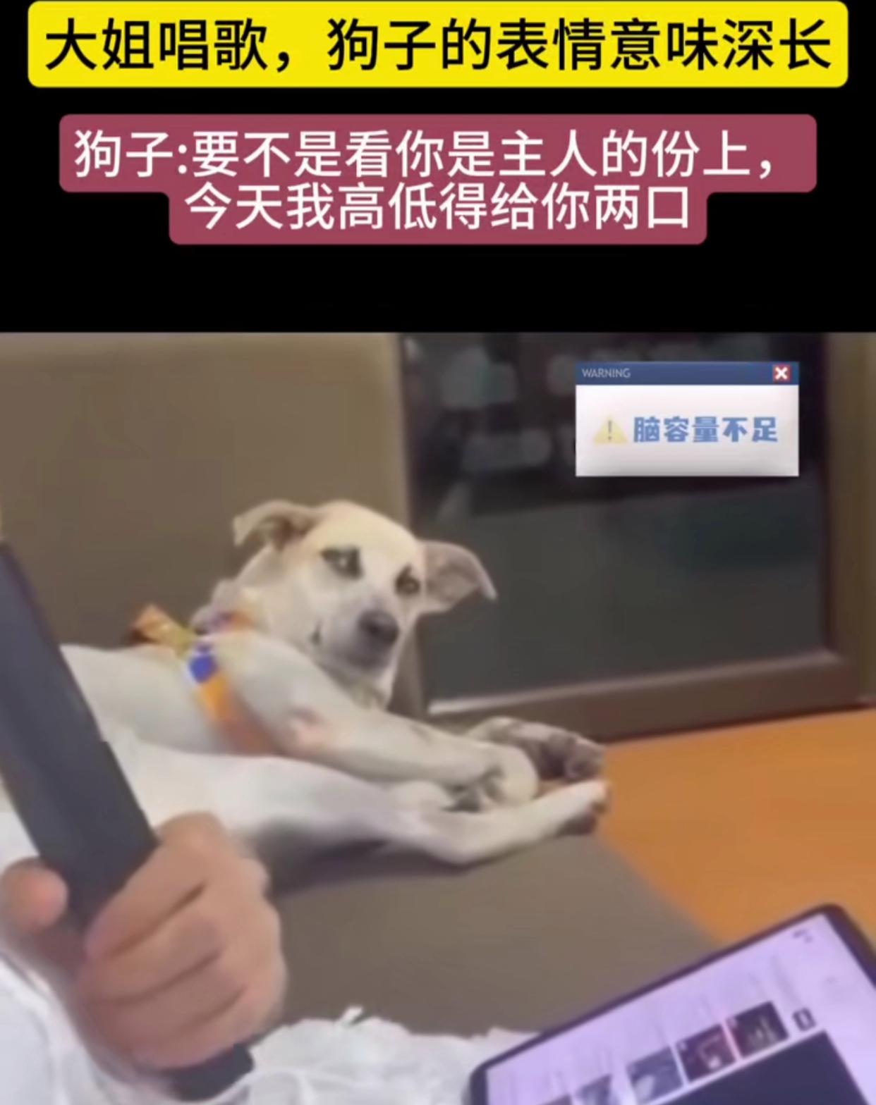 眼睛瞪得圆溜溜满脸写着这是在干什么快放过我的耳朵吧我当场笑