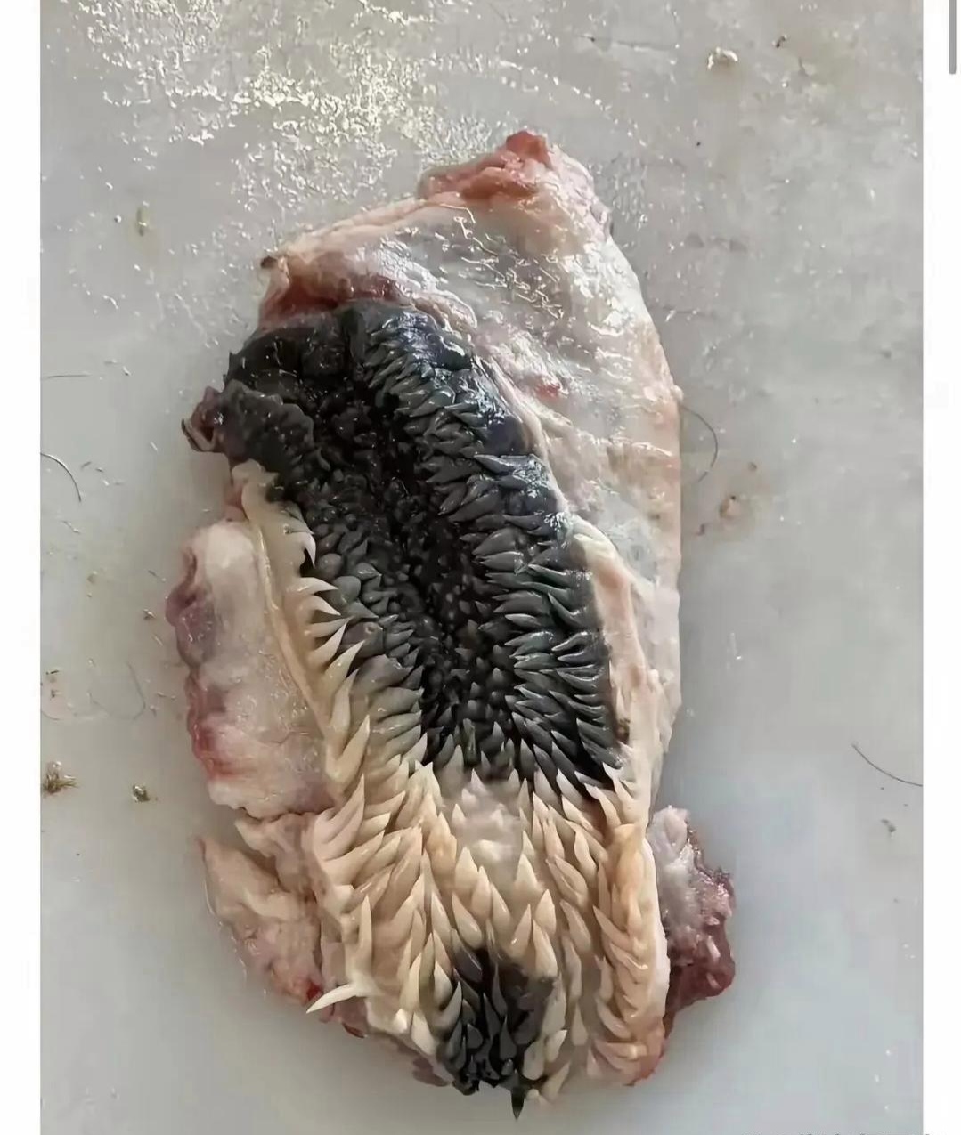 内心十分焦急,在线等牛头肉中有白色小刺的是什么牛头肉的害处牛身上