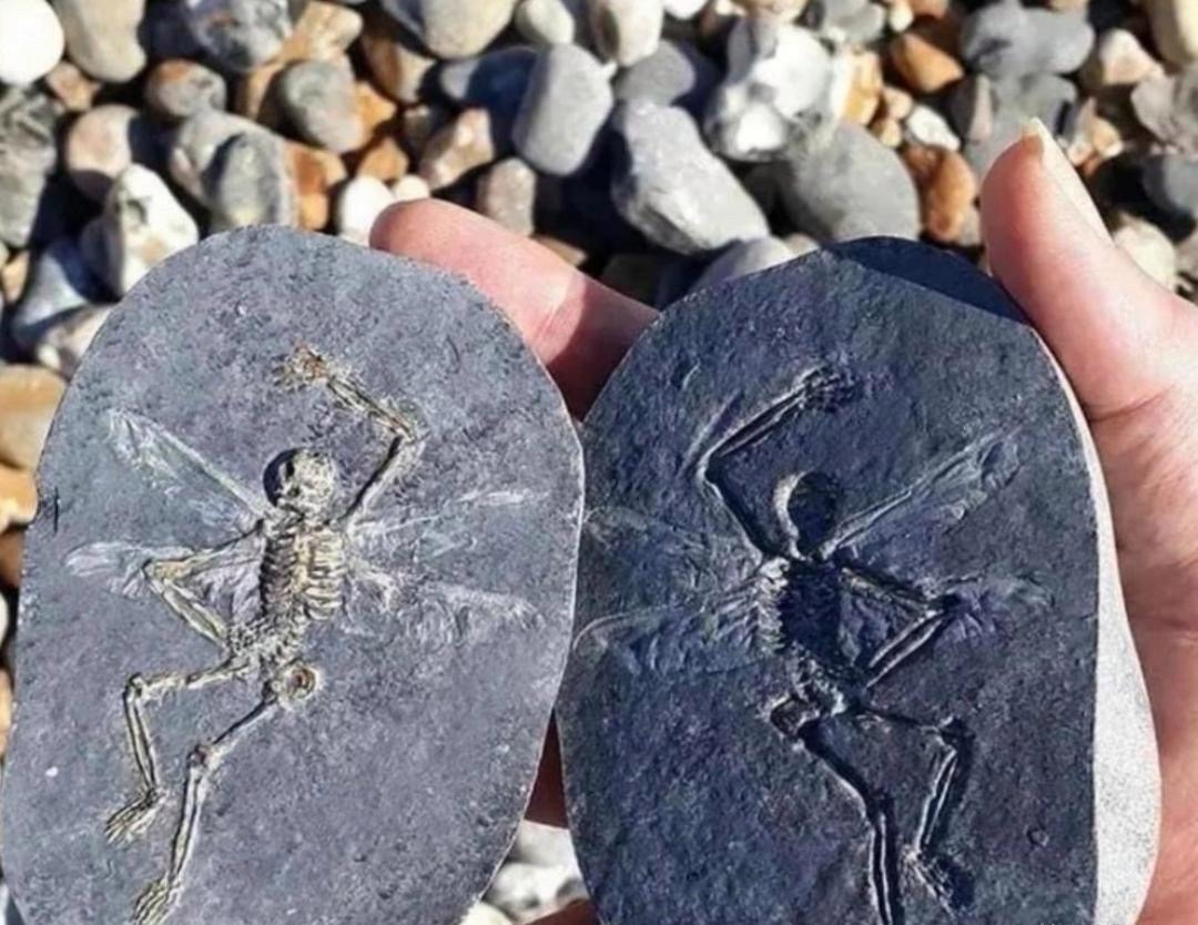 捡起来一看,我当场愣住,它的纹理和质感太特别了,越端详越觉得像化石!