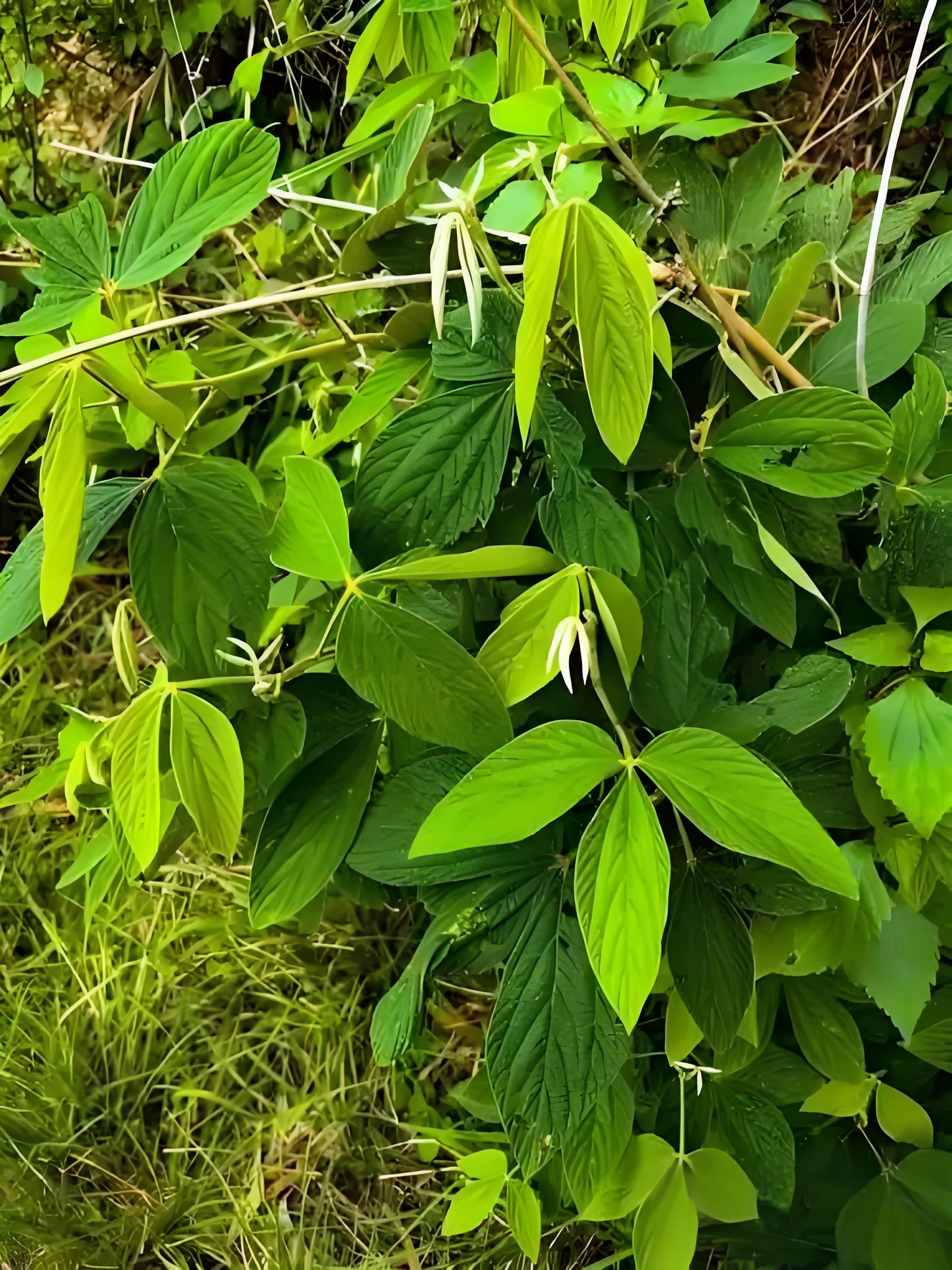 别名一条根千斤红等 科属豆科千斤拔属