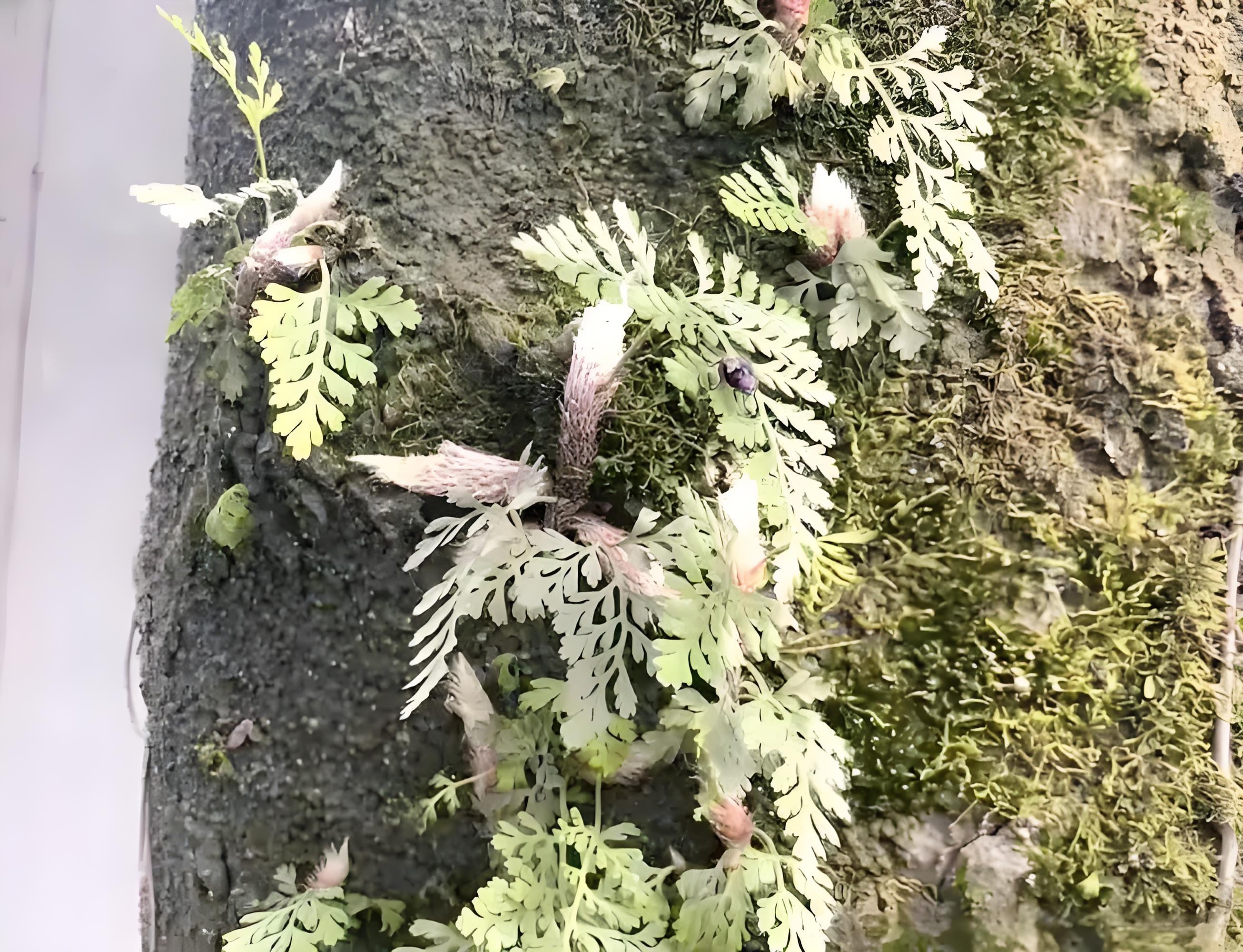 白毛蛇   别名:草石蚕,石蚕等. 科属:骨碎补科阴石蕨属