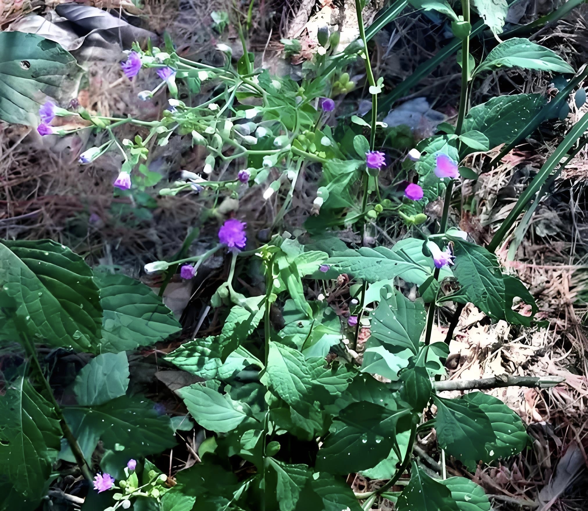 伤寒草   别名:夜牵牛,星拭草等. 科属:菊科夜香牛属