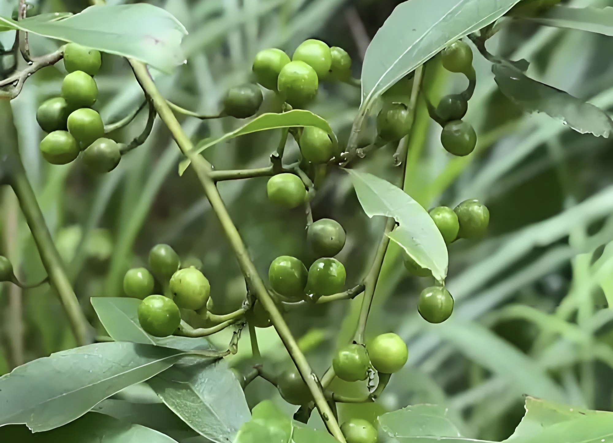 科属:樟科木姜子属