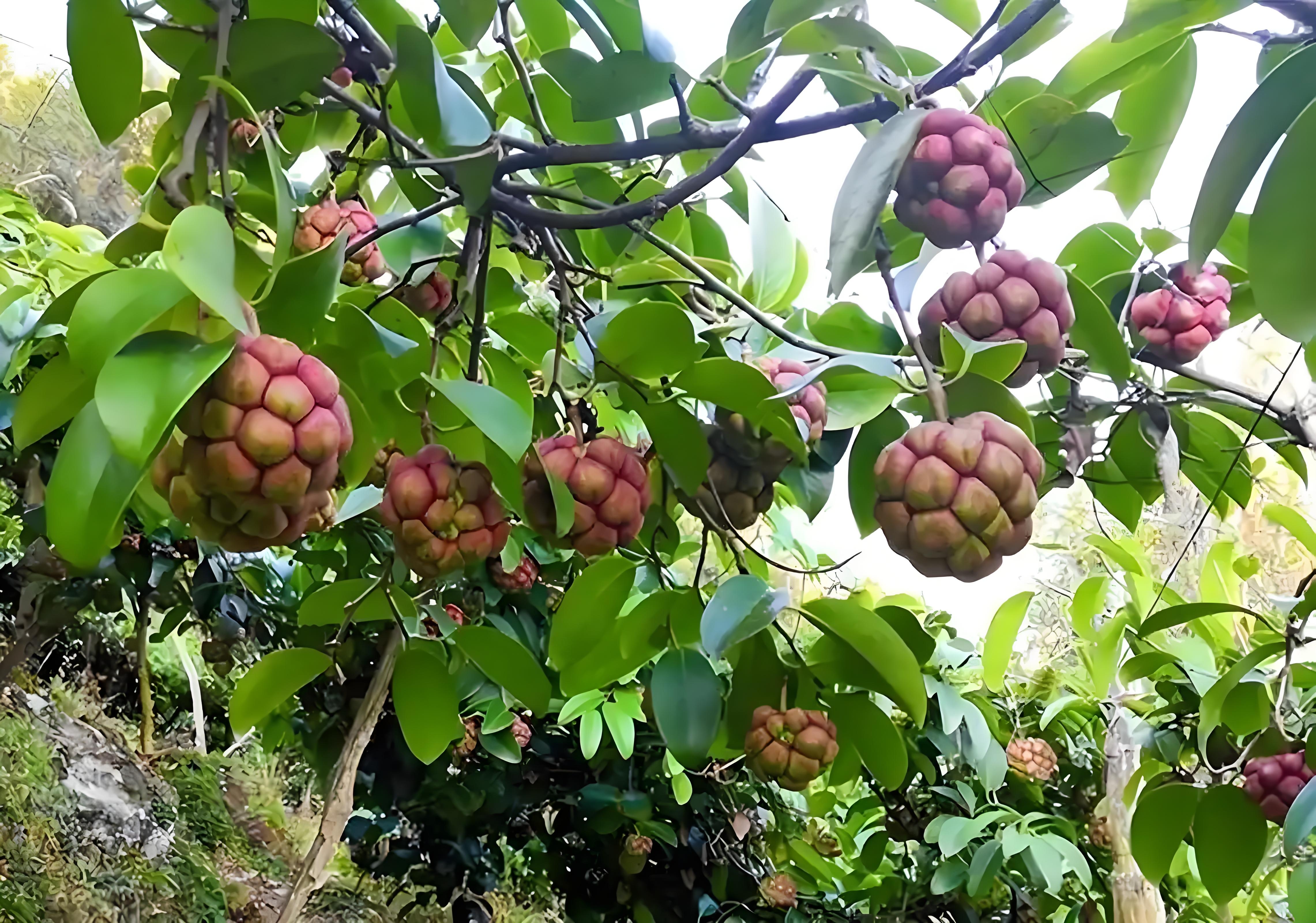 黑老虎   别名:冷饭团,过山龙藤等. 科属:木兰科南五味子属