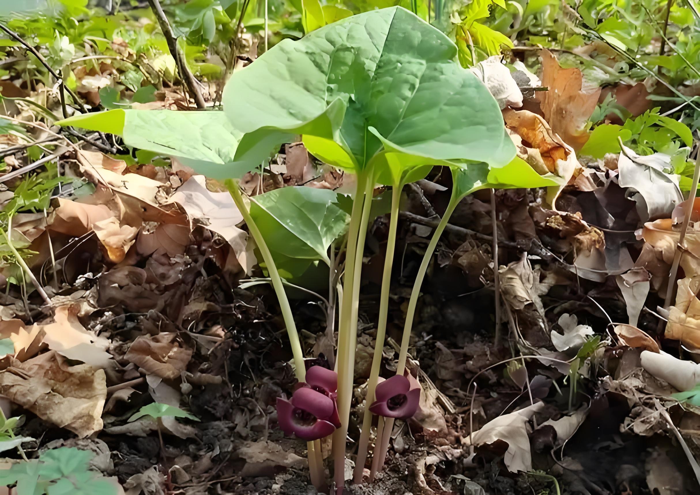 科属:马兜铃科细辛属