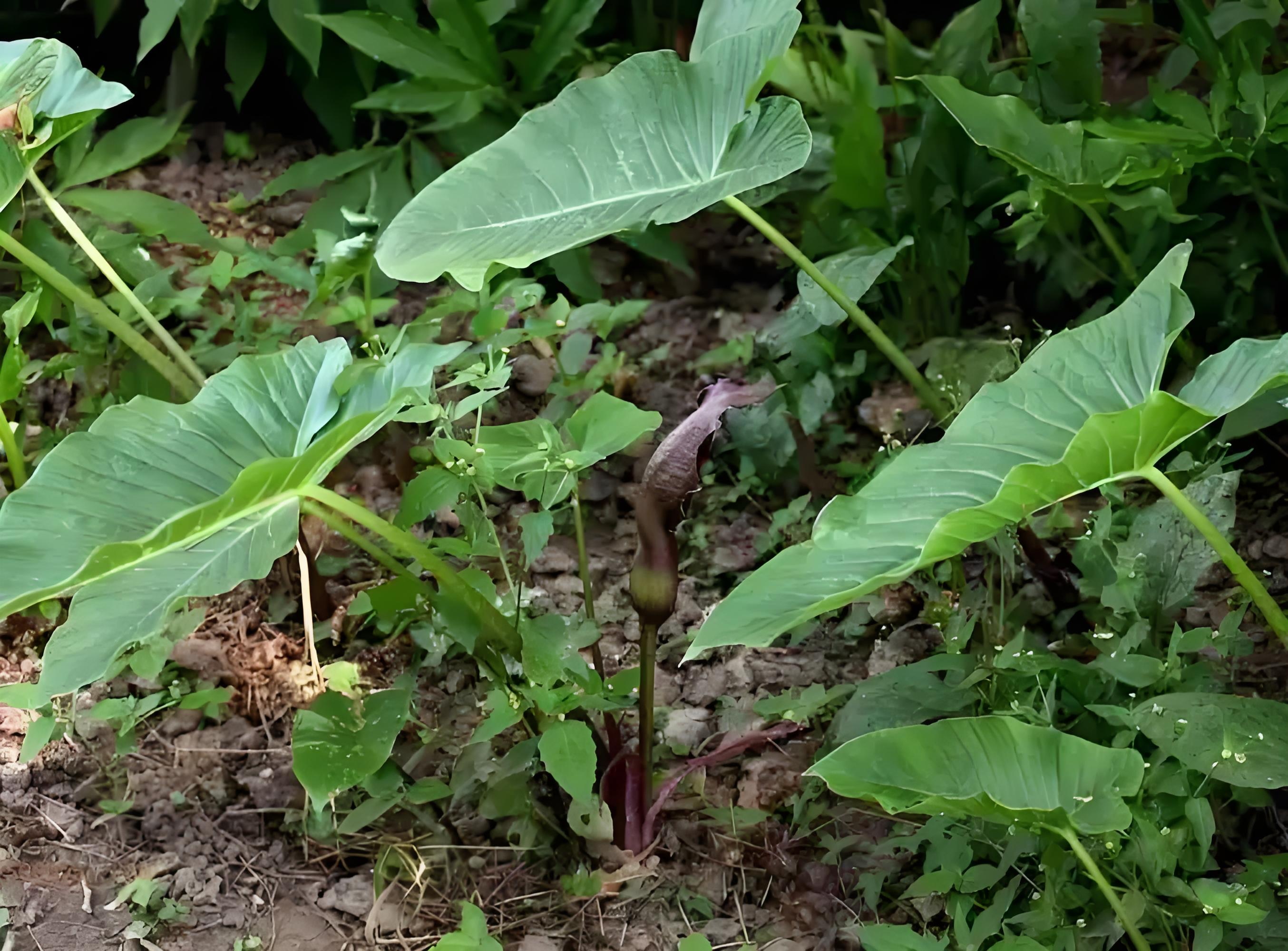 大自然里奇妙植物众多叶子宽大的植物图片野生独角莲图片独角莲幼苗