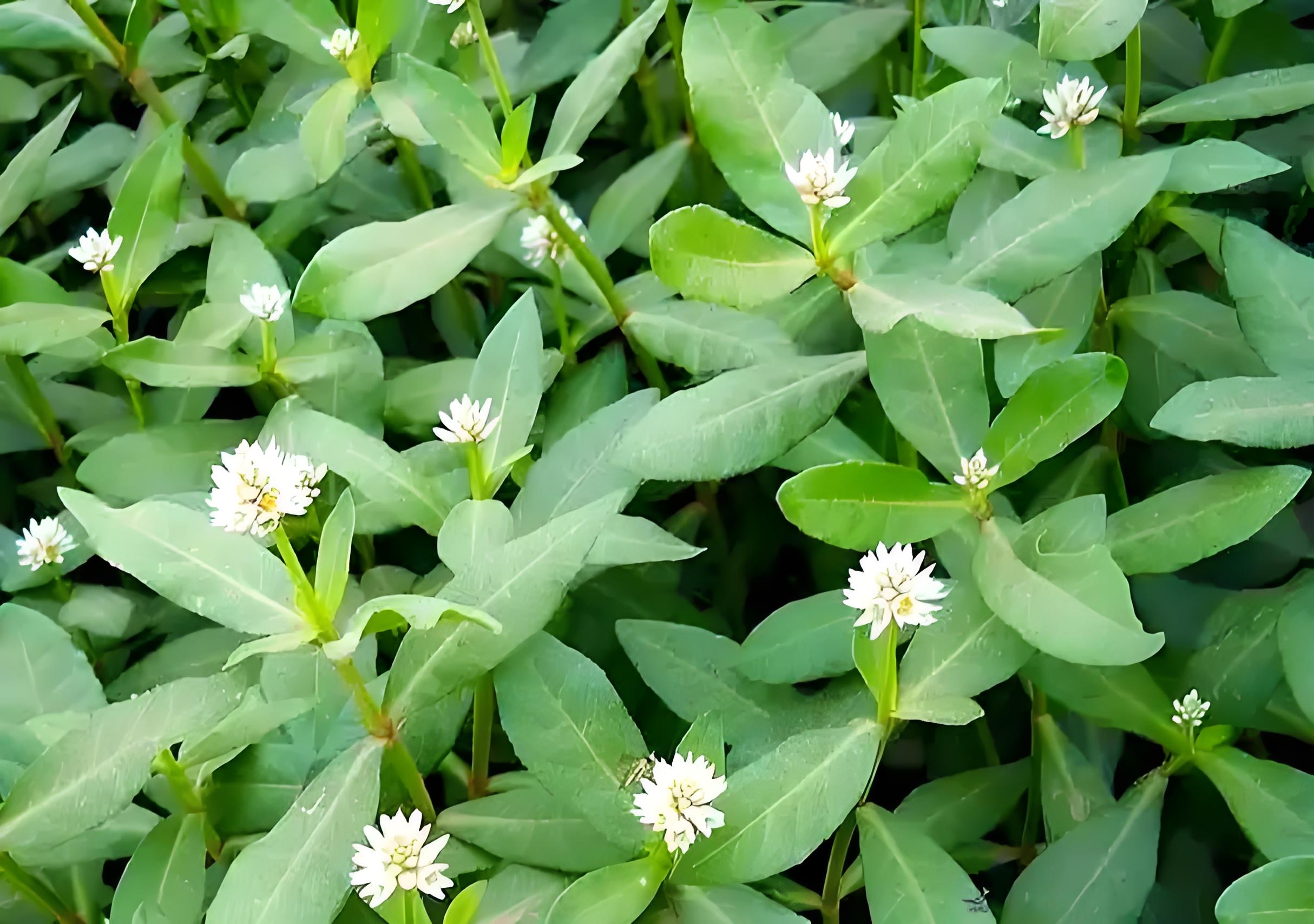 奇特的空心莲子草