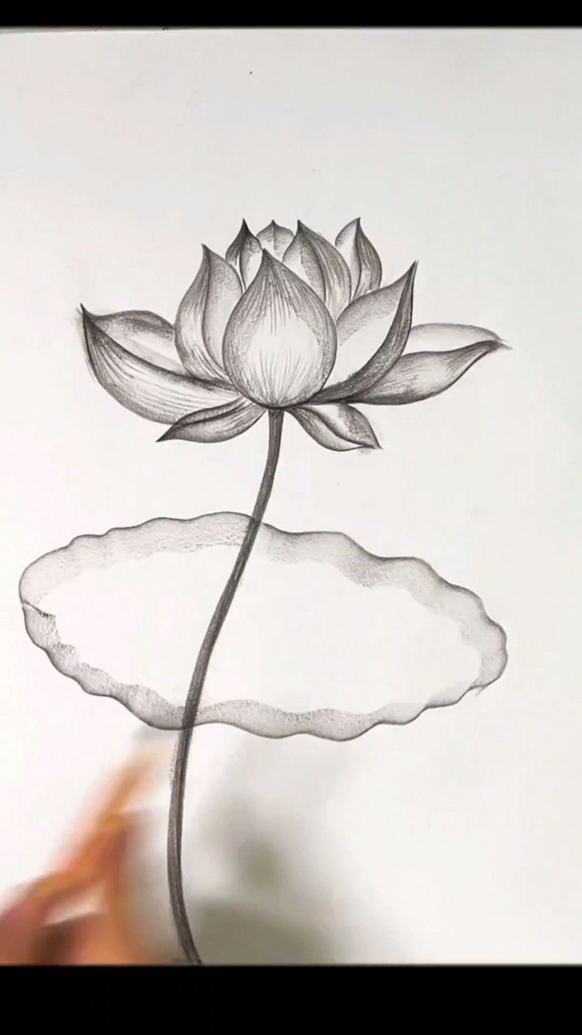 荷花素描画分享,谢谢观看