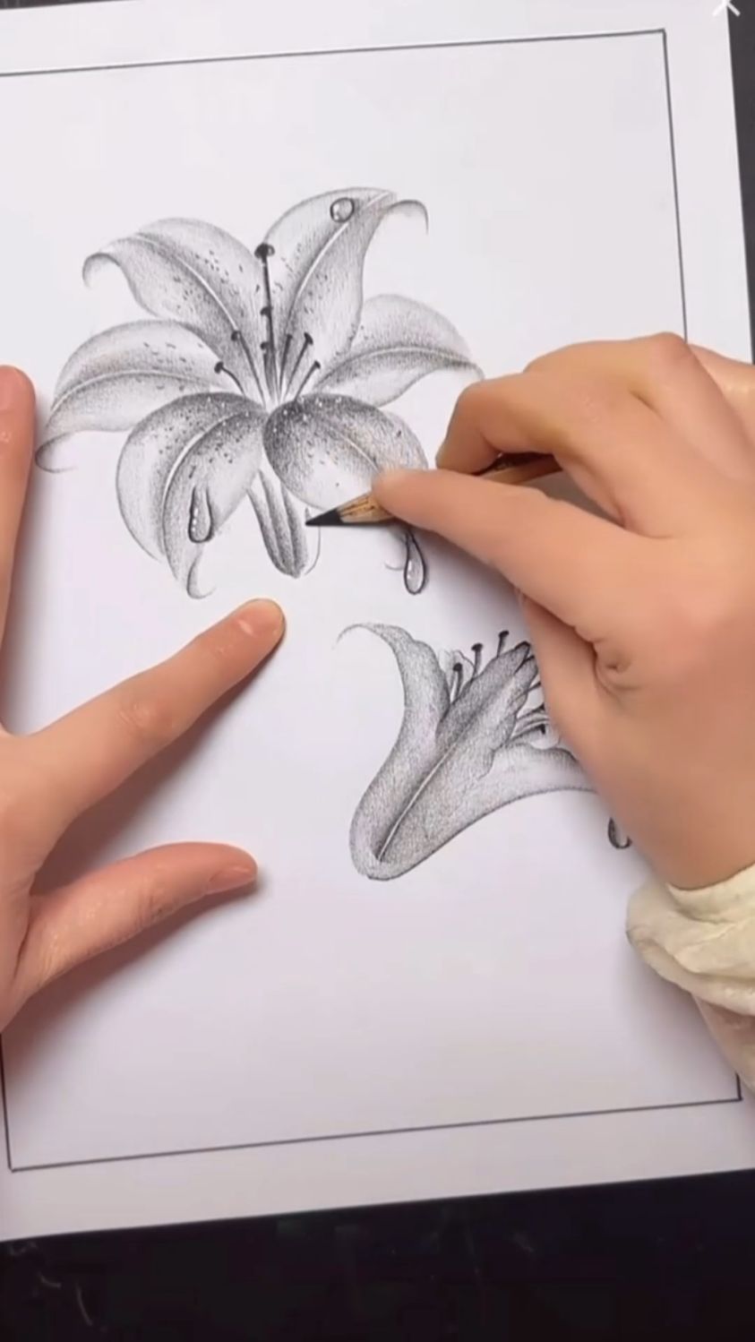 用铅笔画百合花,喜欢的学起来