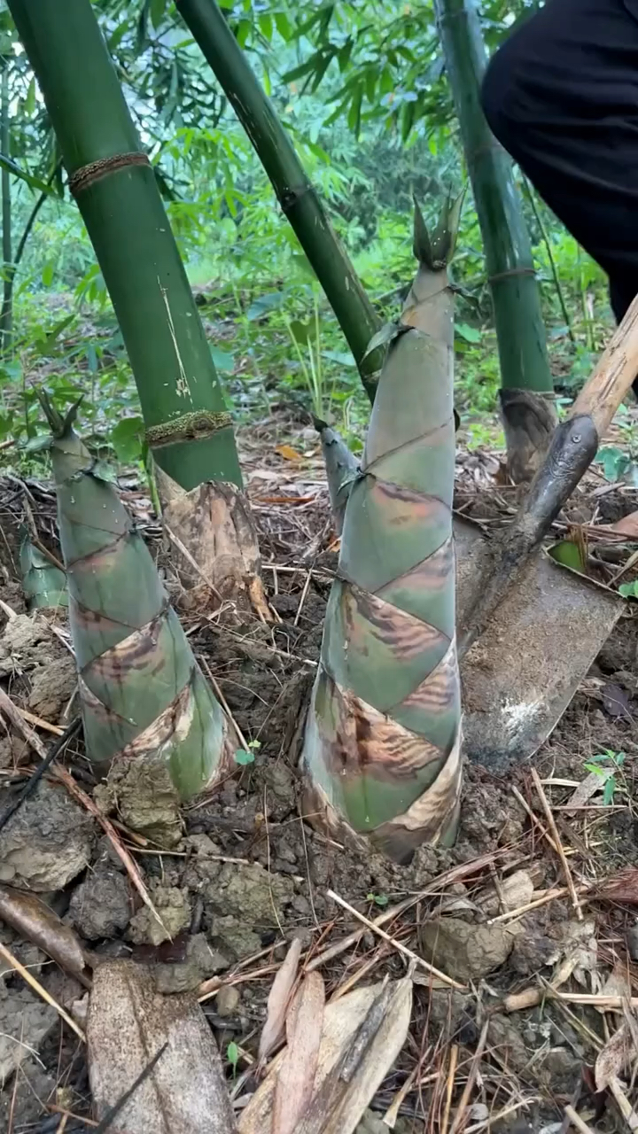 麻竹笋,有爱吃的吗