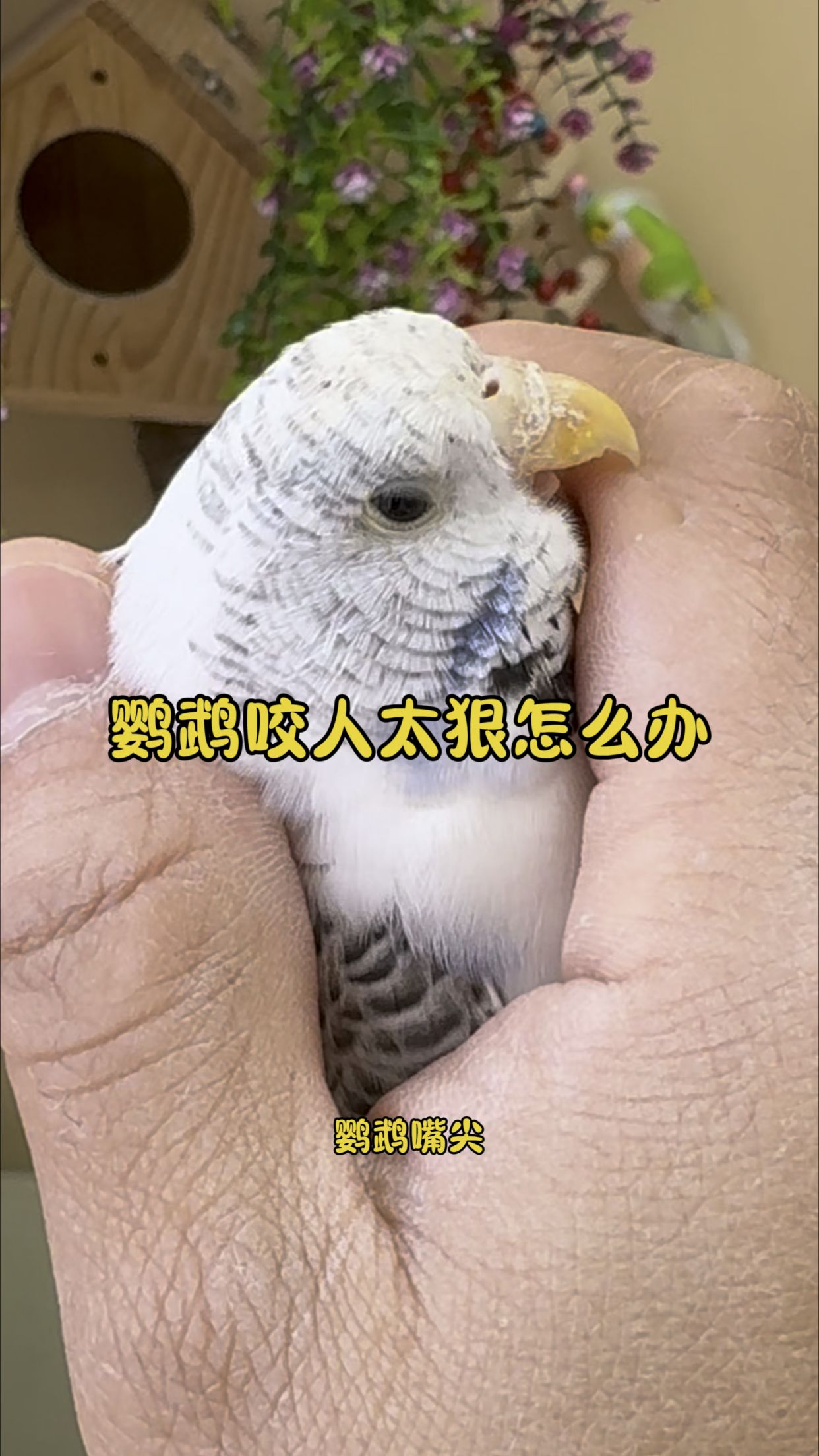 鹦鹉咬人太狠了怎么办