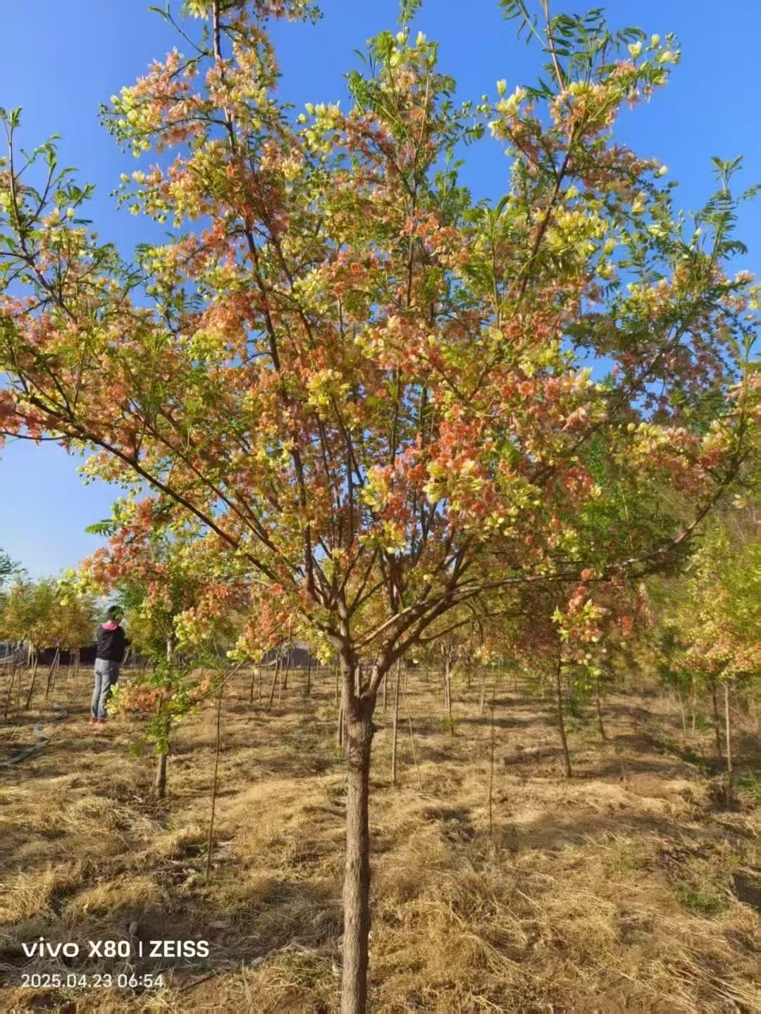 文冠果树被誉为"状元花",枝干遒劲,春日白花缀紫晕,清雅秀丽