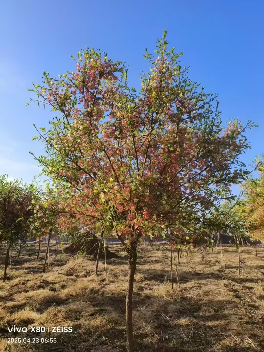 文冠果树被誉为"状元花",枝干遒劲,春日白花缀紫晕,清雅秀丽