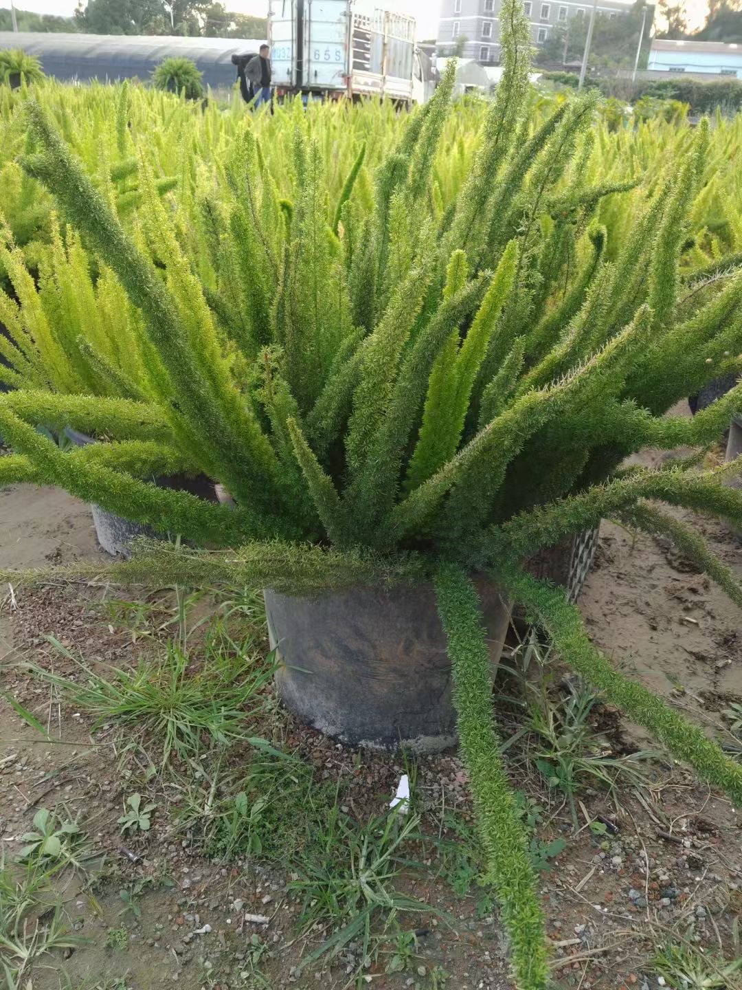 狐尾天门冬如灵动的绿狐尾,蓬松而柔软,在阳光下泛着温润光泽