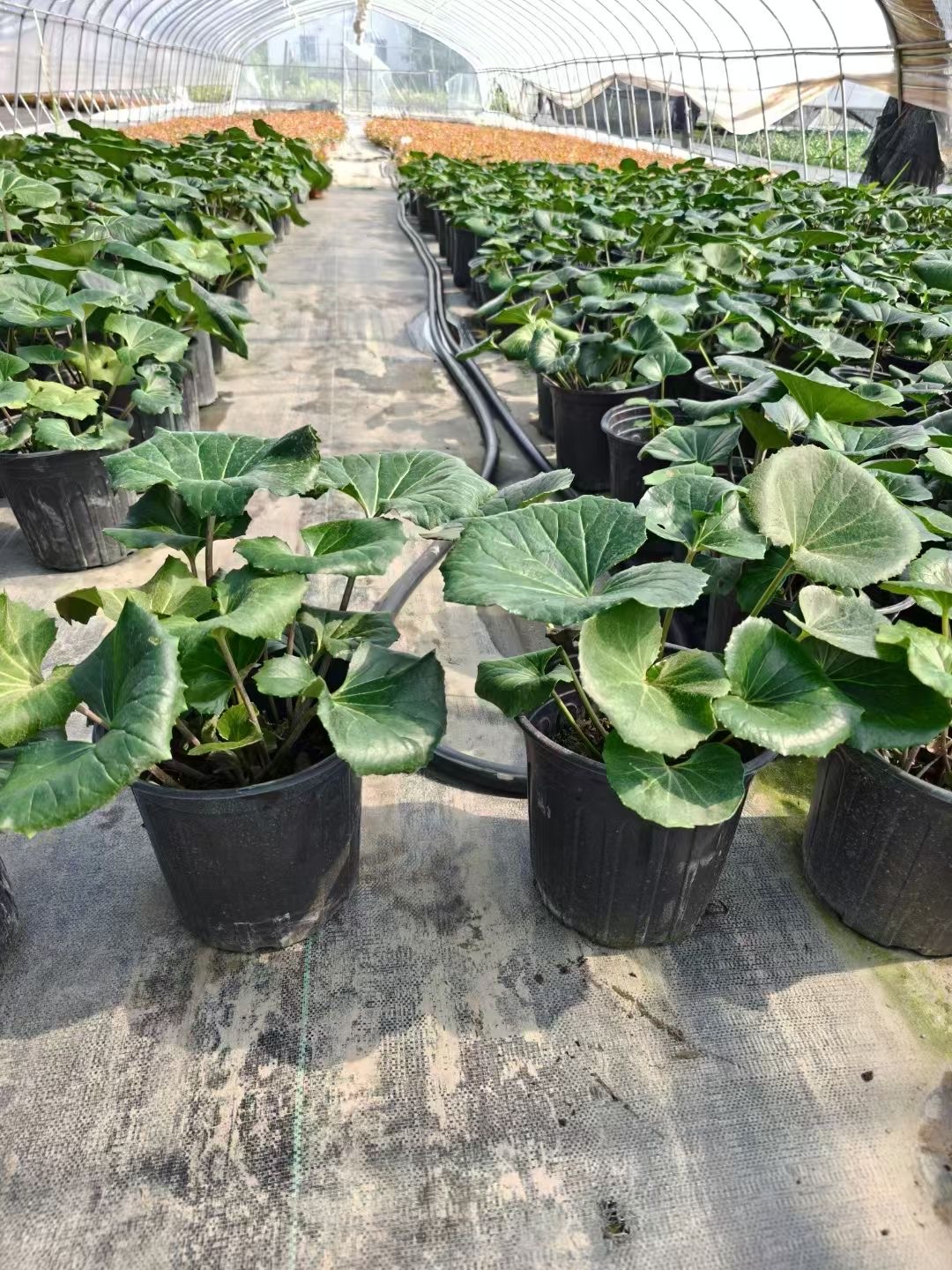 四季皆美的景观担当大吴风草藏着四季不同的美春叶鲜嫩欲滴夏时铺